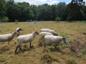 Naturally Dyed Home Grown British Shetland x Boreray Felting Wool - Image 11
