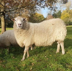 Humphrey's Naturally Dyed Home Grown British Shetland x Gotland Wool Carded for  Hand Spinners - Image 15