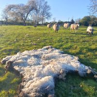 Organic Raw Shetland Fleeces and Shetland x Gotland / Boreray