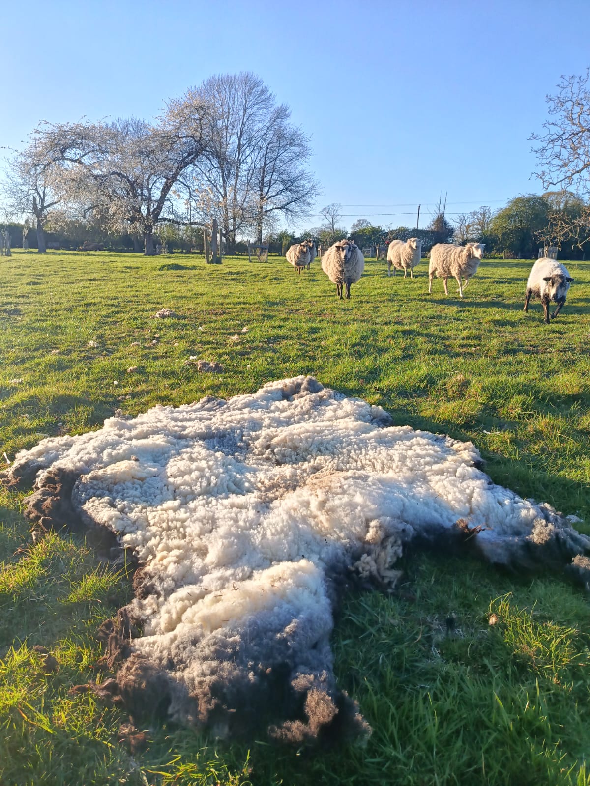 Organic Raw Shetland Fleeces and Shetland x Gotland / Boreray