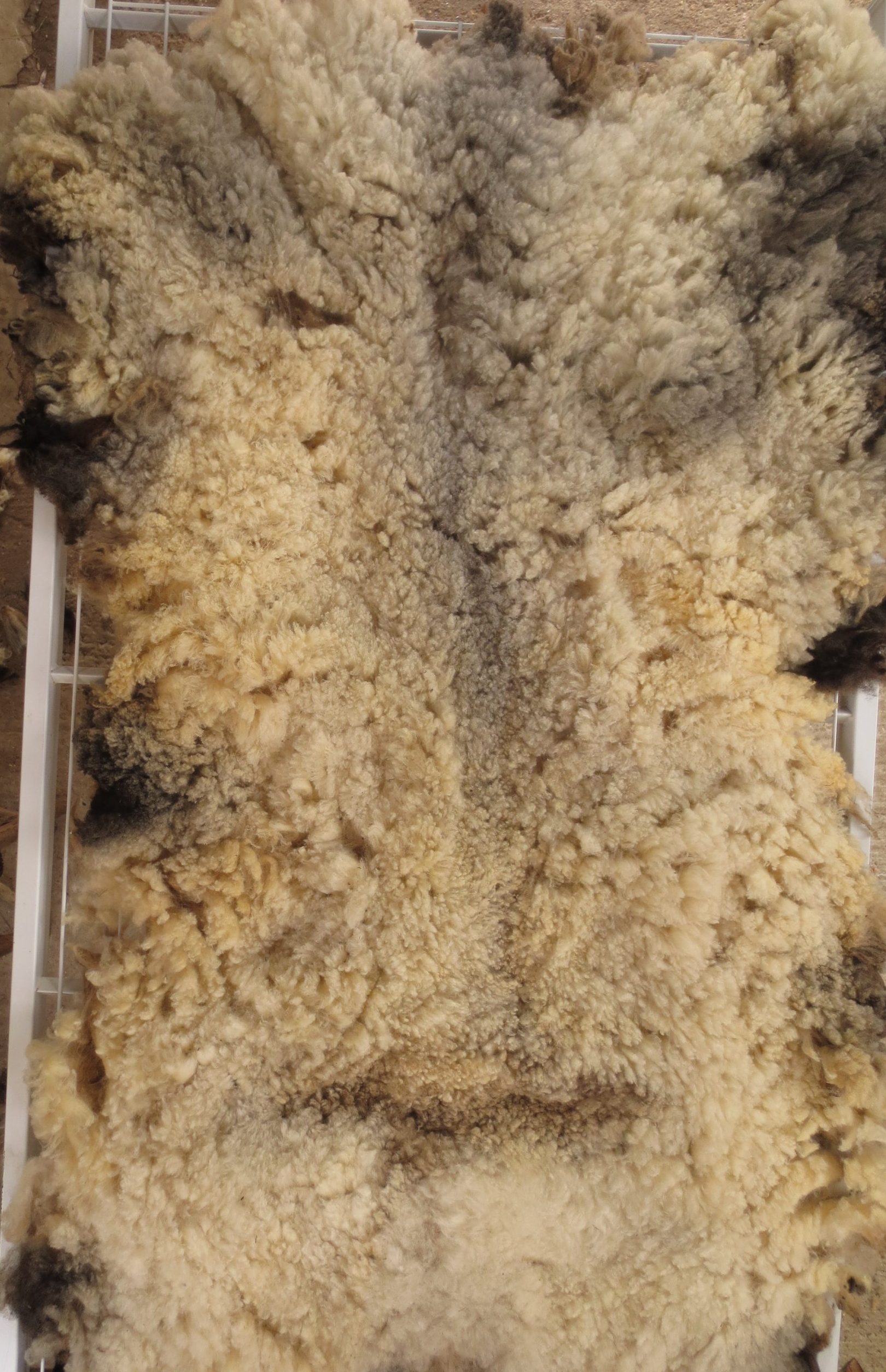 Organic Raw Shetland Fleeces and Shetland x Gotland / Boreray - Image 36