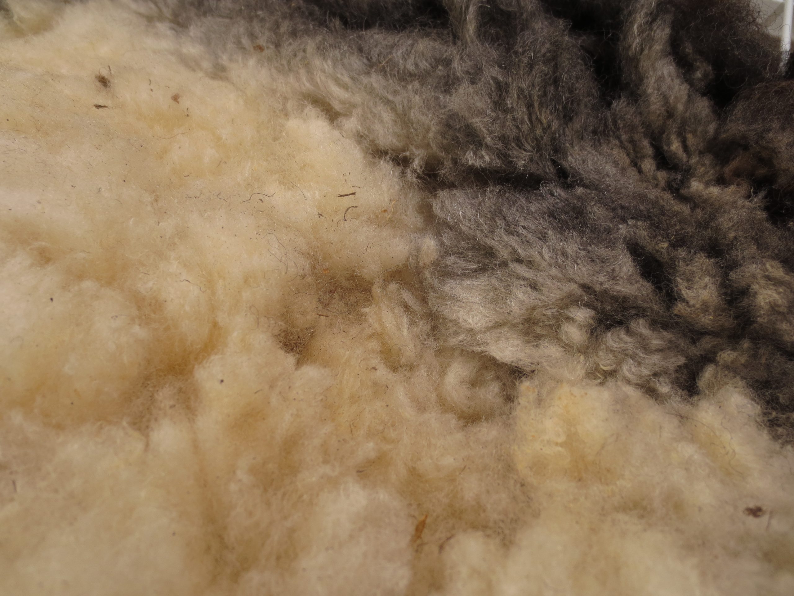 Organic Raw Shetland Fleeces and Shetland x Gotland / Boreray - Image 38