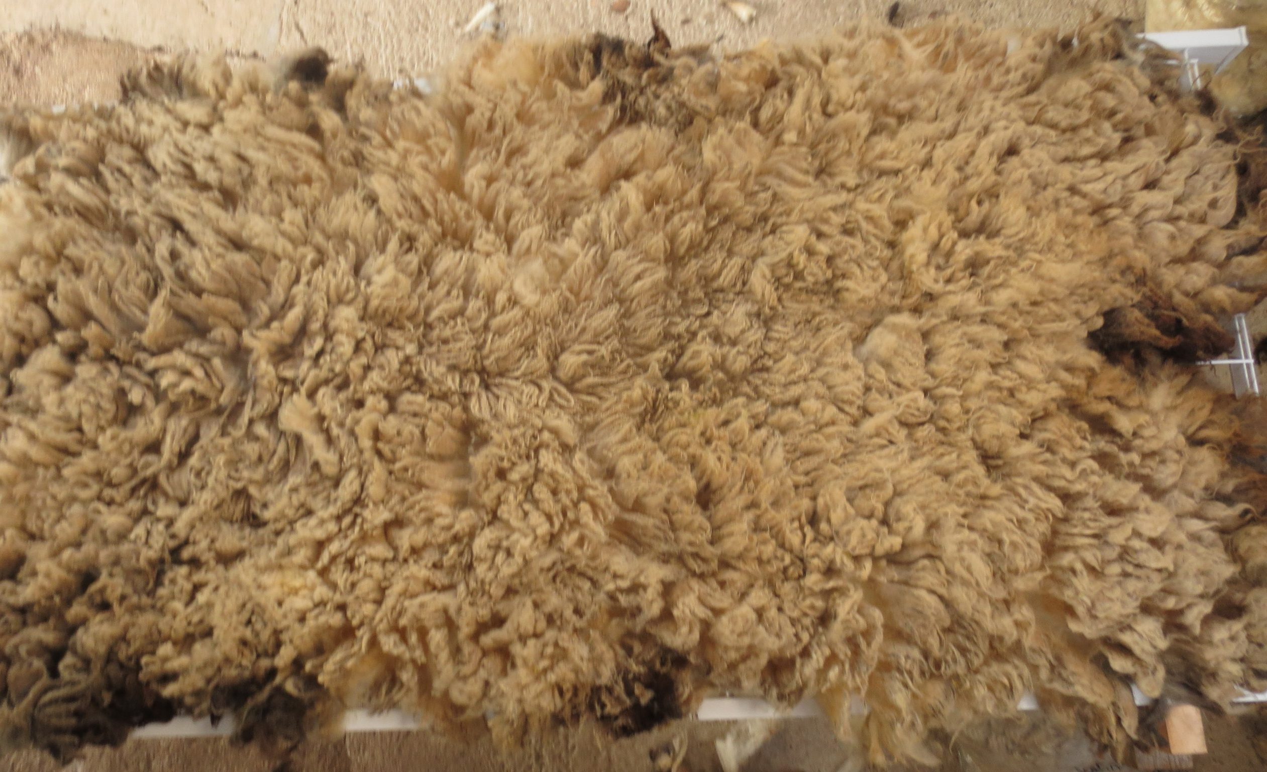 Organic Raw Shetland Fleeces and Shetland x Gotland / Boreray - Image 37