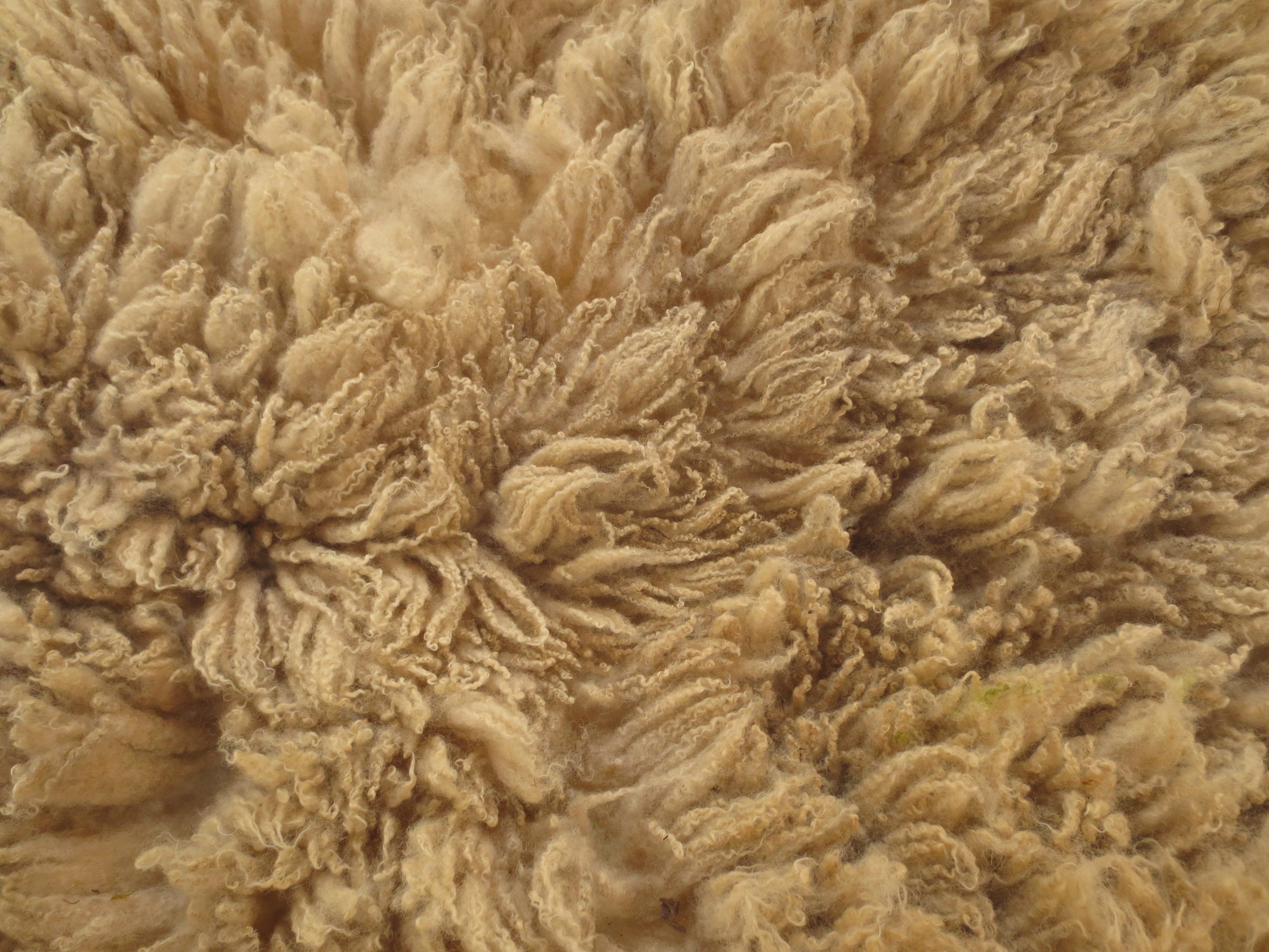 Organic Raw Shetland Fleeces and Shetland x Gotland / Boreray - Image 35