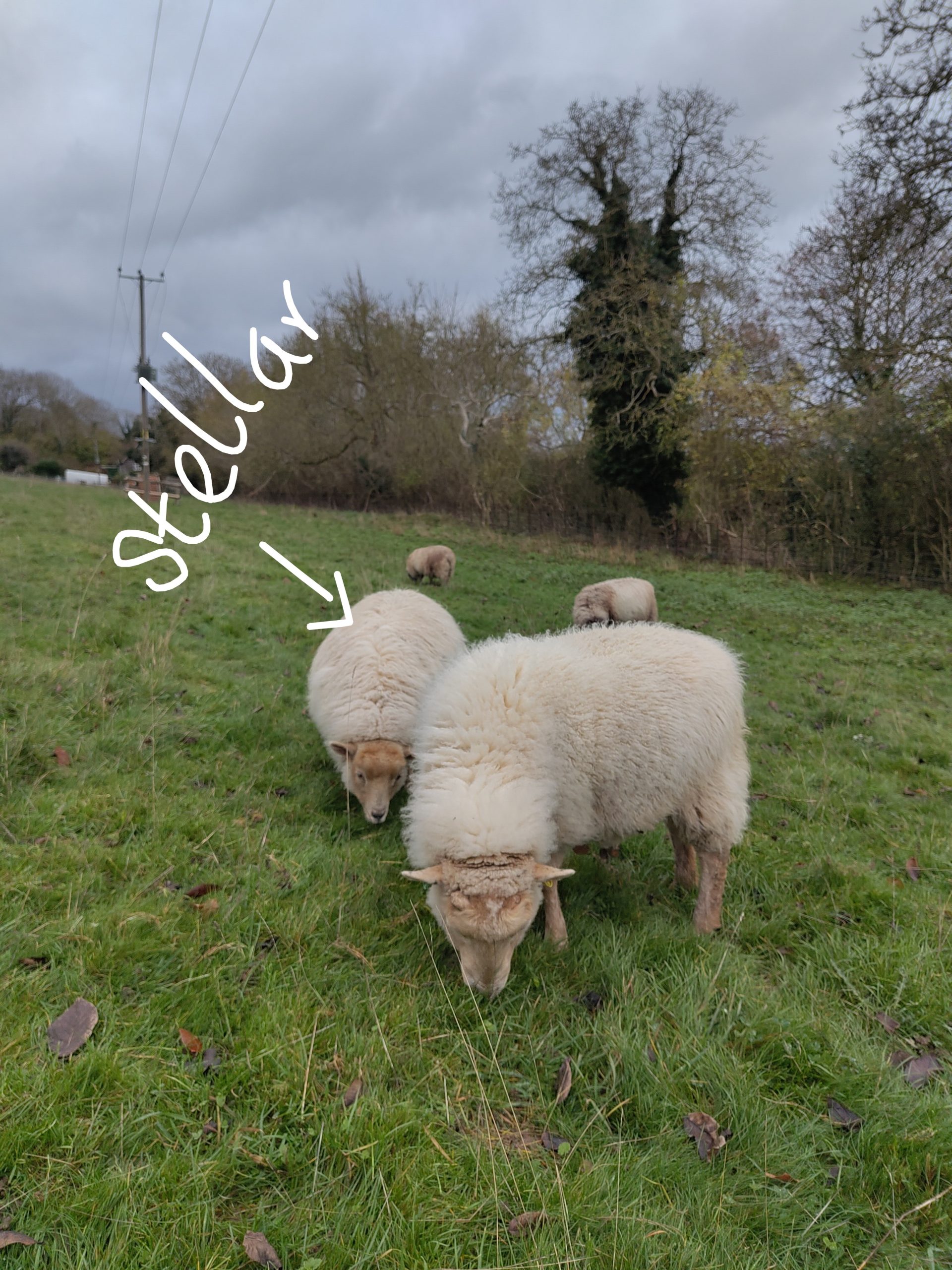 Organic Raw Shetland Fleeces and Shetland x Gotland / Boreray - Image 14