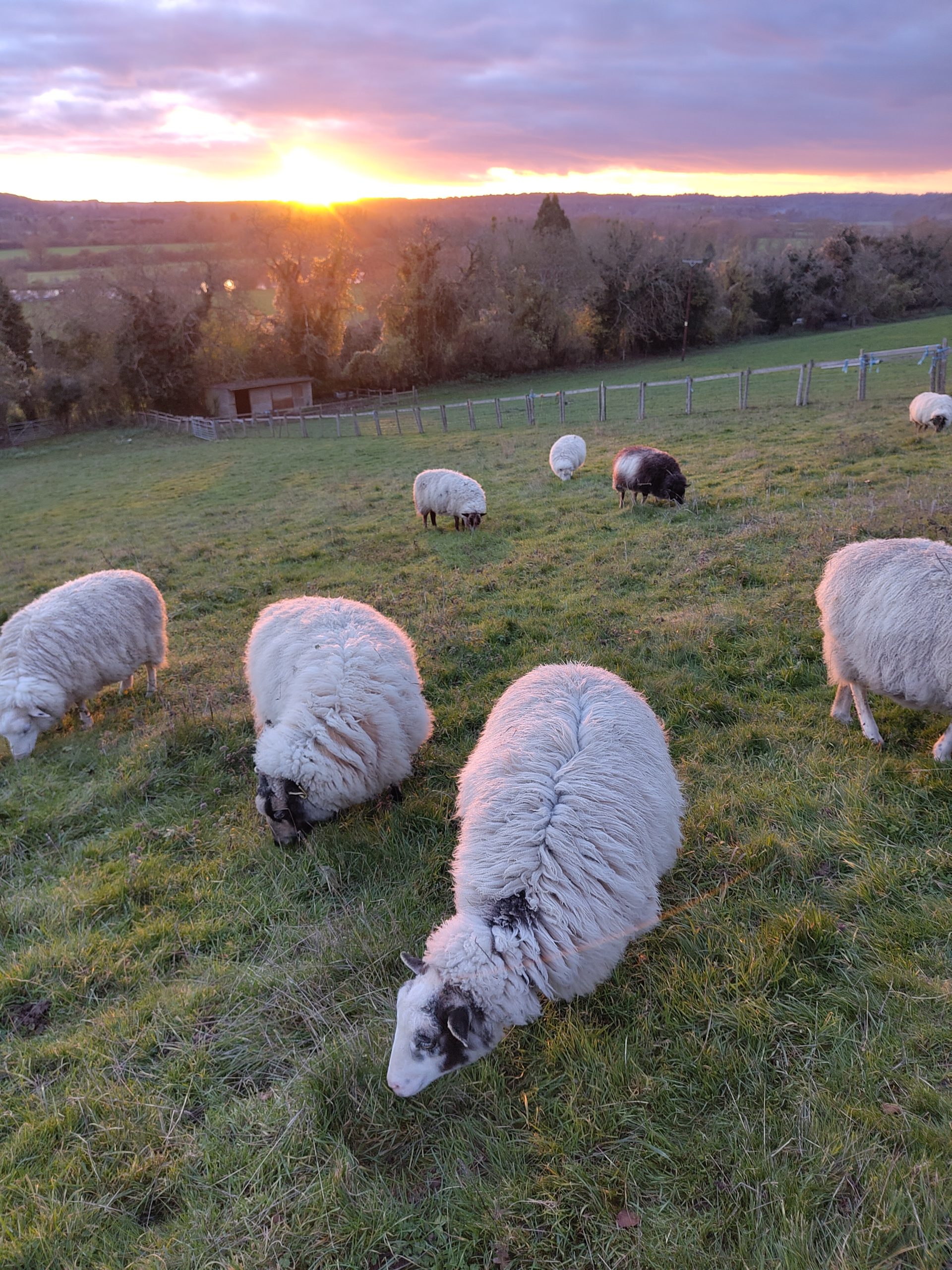 Organic Raw Shetland Fleeces and Shetland x Gotland / Boreray - Image 27