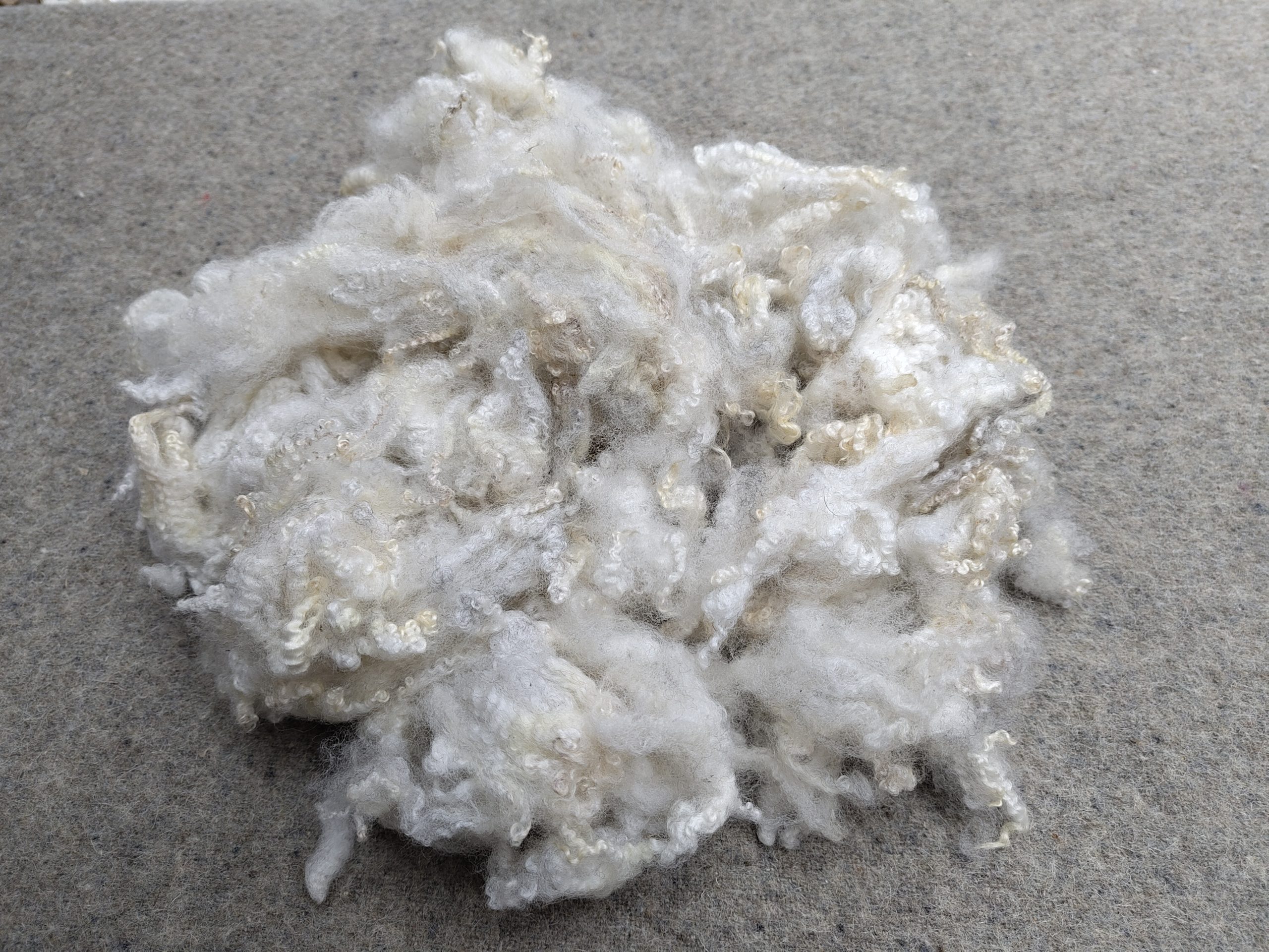 Shetland x Gotland fleece for hand spinners - washed locks - Image 5