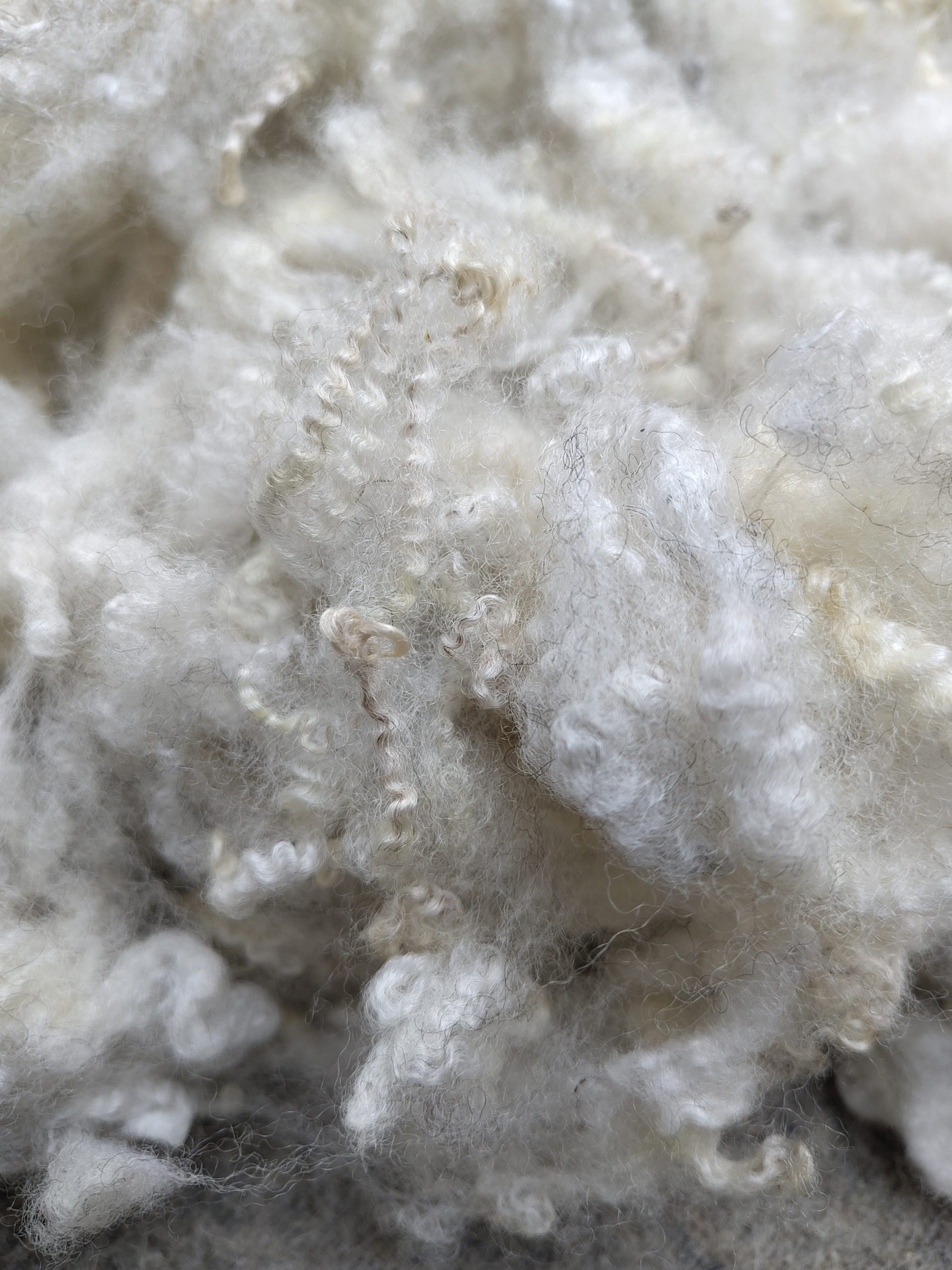 Shetland x Gotland fleece for hand spinners - washed locks