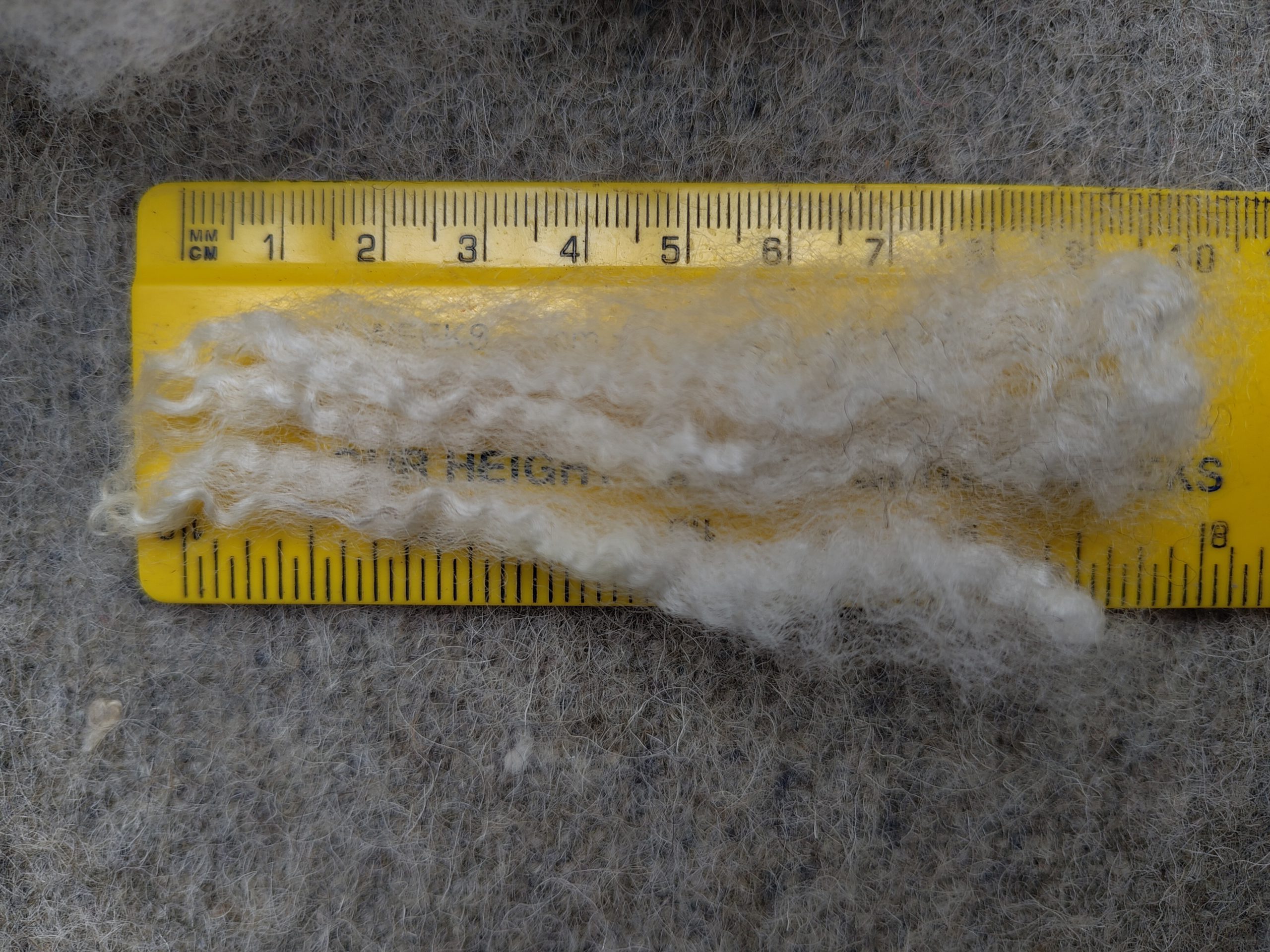 Shetland x Gotland fleece for hand spinners - washed locks - Image 6