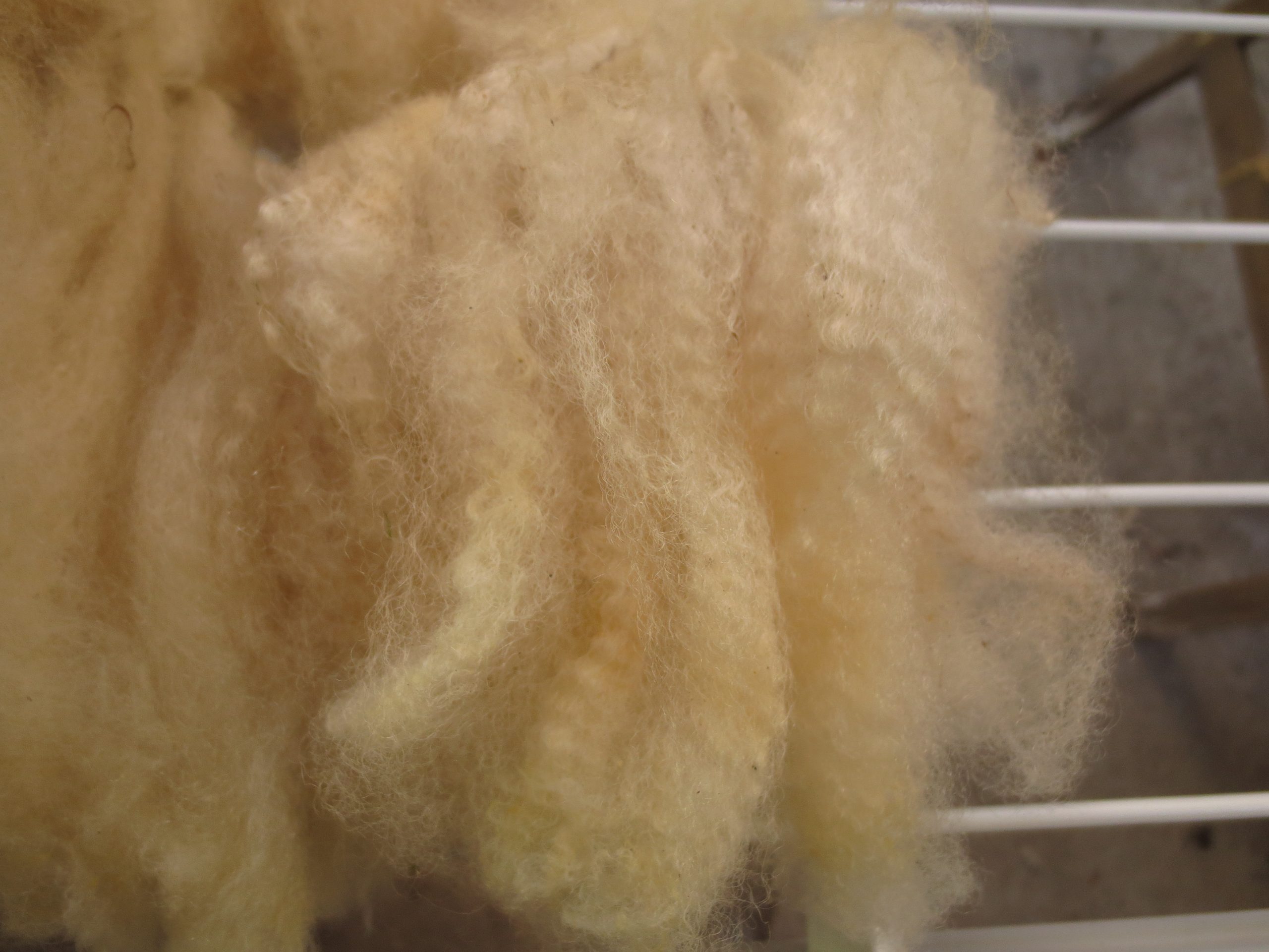 Organic Raw Shetland Fleeces and Shetland x Gotland / Boreray - Image 3