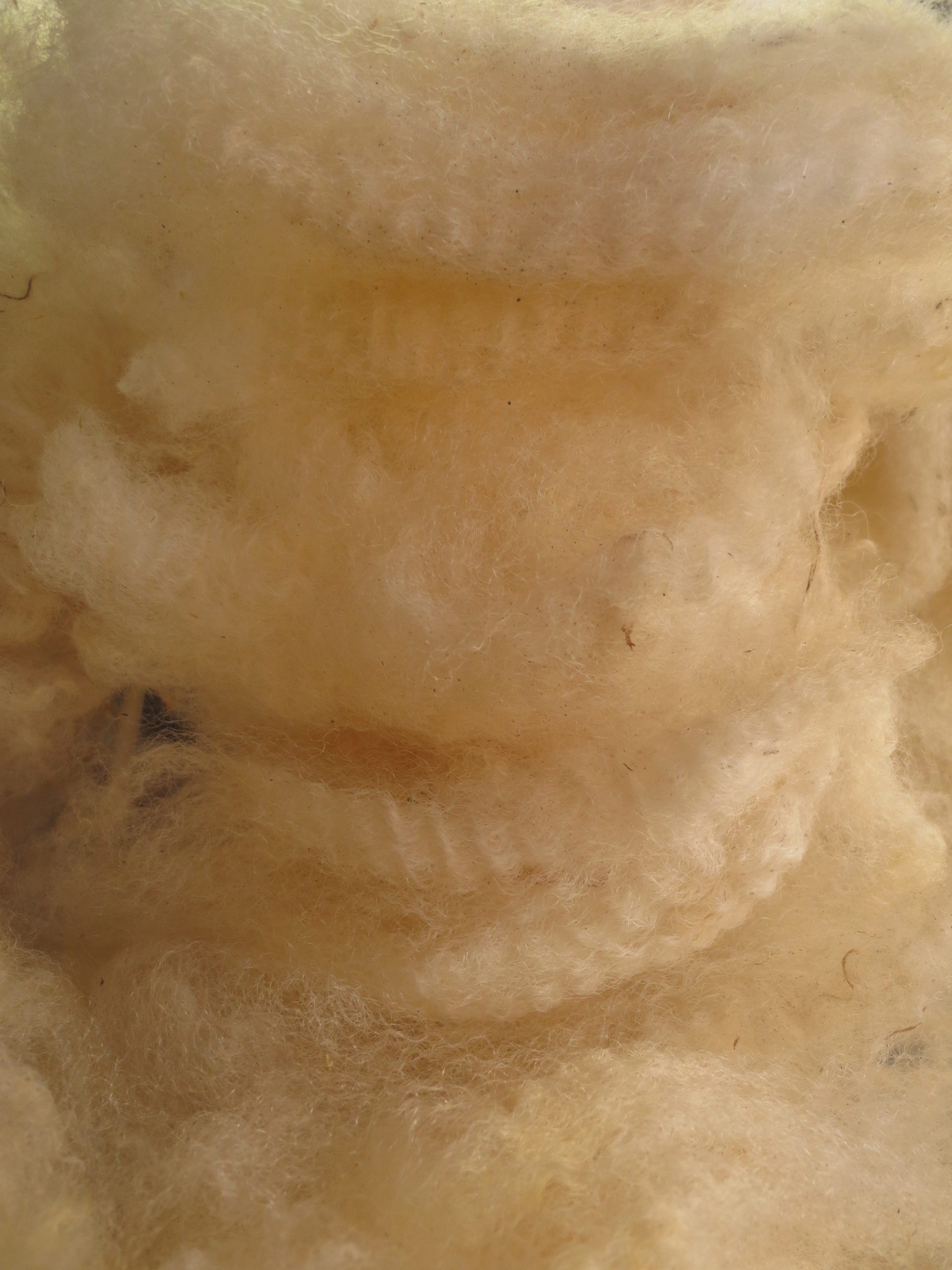 Organic Raw Shetland Fleeces and Shetland x Gotland / Boreray - Image 4