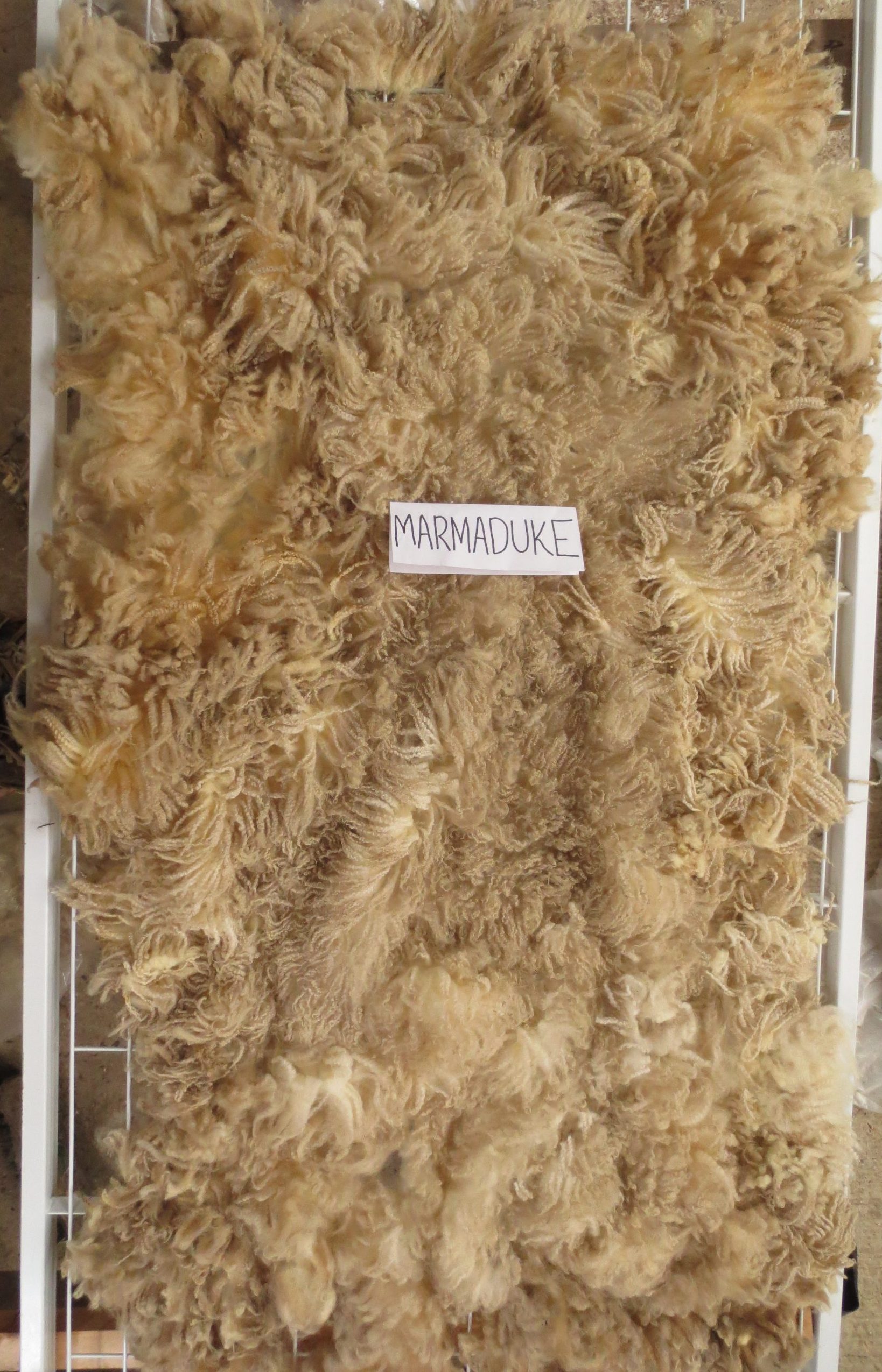 Organic Raw Shetland Fleeces and Shetland x Gotland / Boreray - Image 5