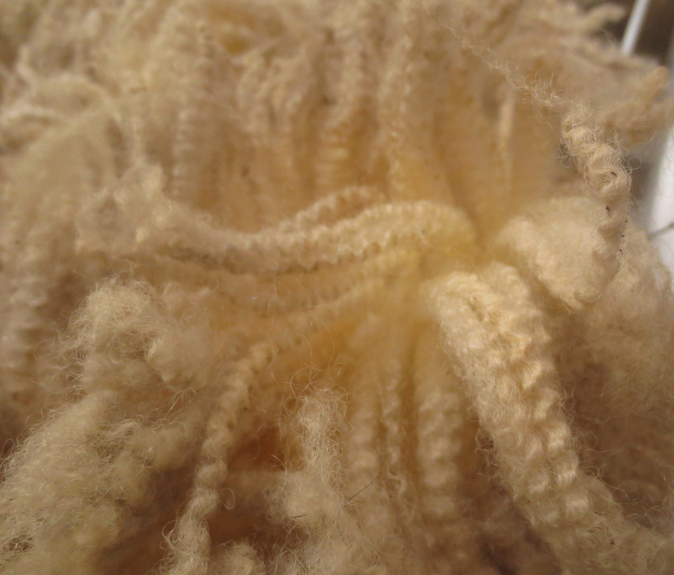 Organic Raw Shetland Fleeces and Shetland x Gotland / Boreray - Image 7