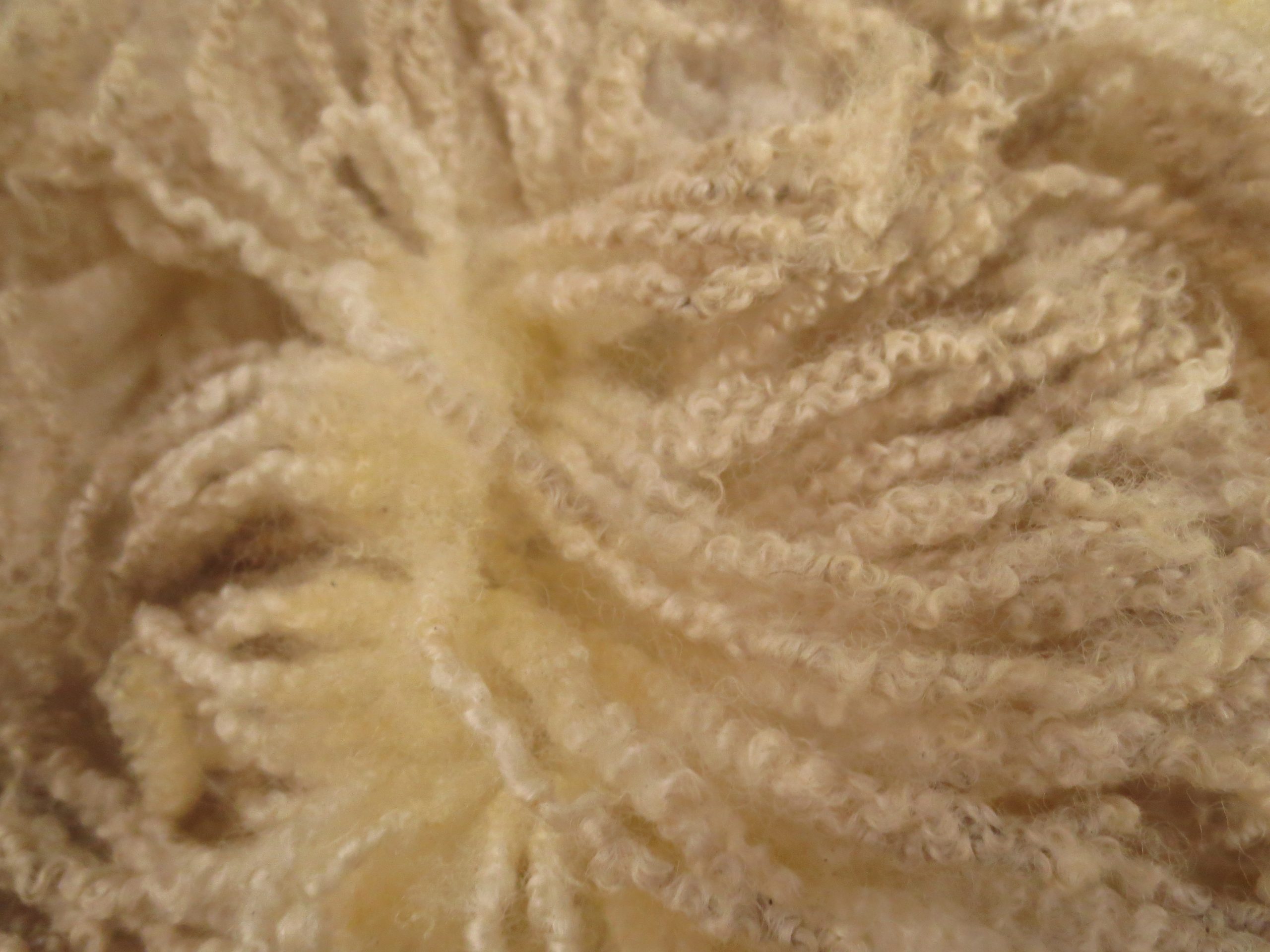 Organic Raw Shetland Fleeces and Shetland x Gotland / Boreray - Image 8
