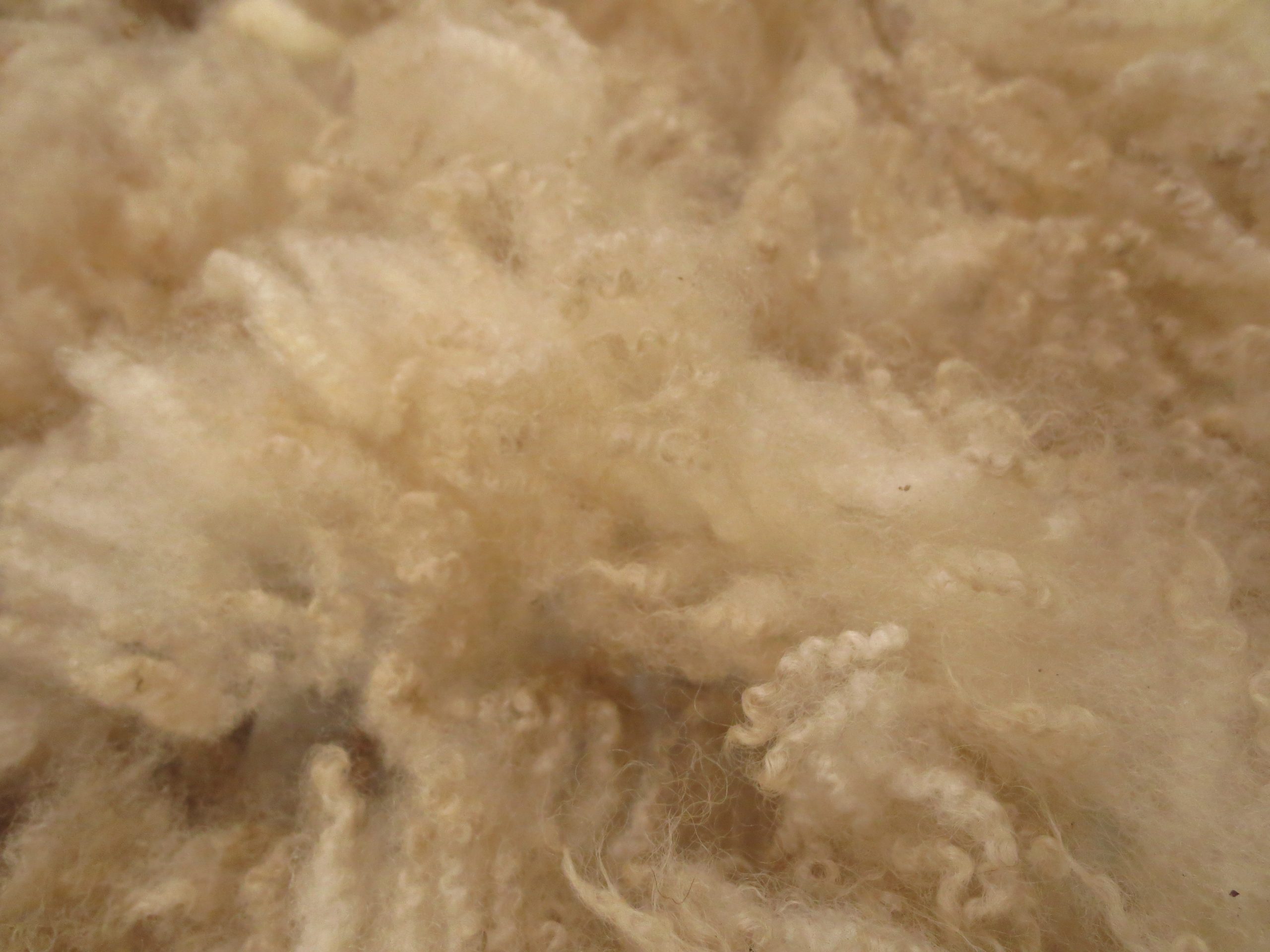 Organic Raw Shetland Fleeces and Shetland x Gotland / Boreray - Image 9