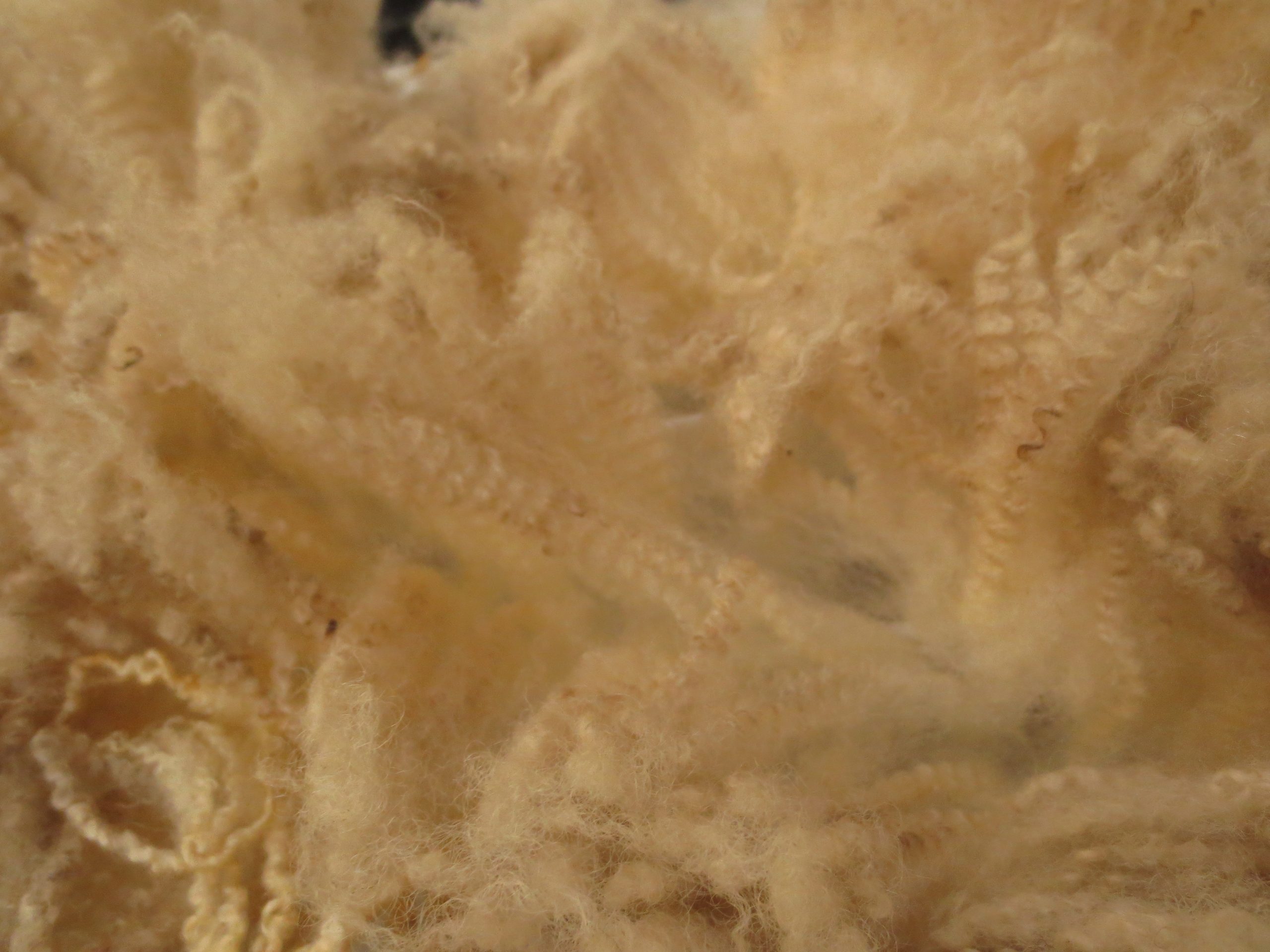 Organic Raw Shetland Fleeces and Shetland x Gotland / Boreray - Image 10
