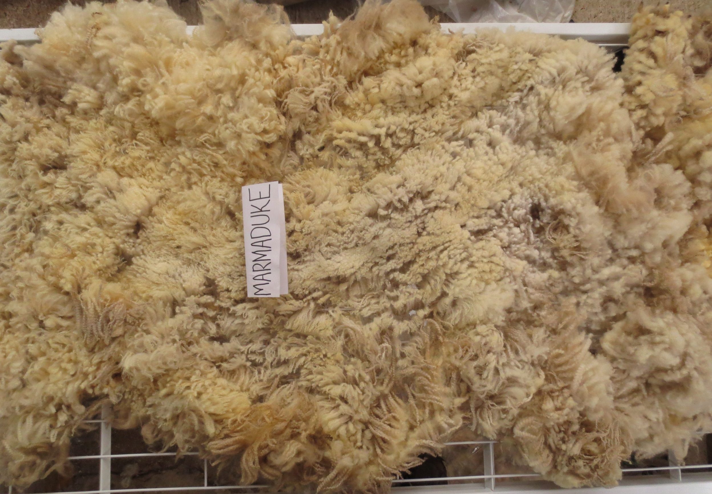 Organic Raw Shetland Fleeces and Shetland x Gotland / Boreray - Image 6