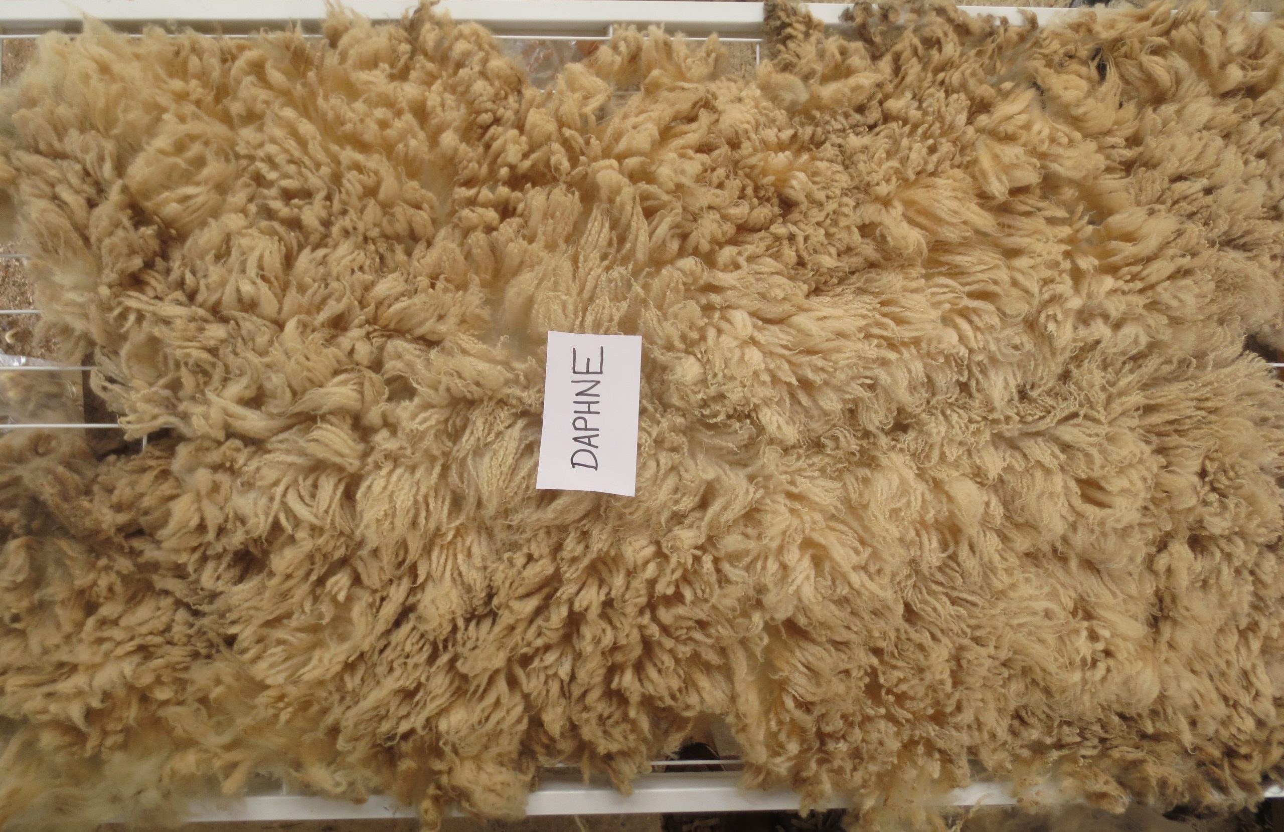 Organic Raw Shetland Fleeces and Shetland x Gotland / Boreray - Image 11