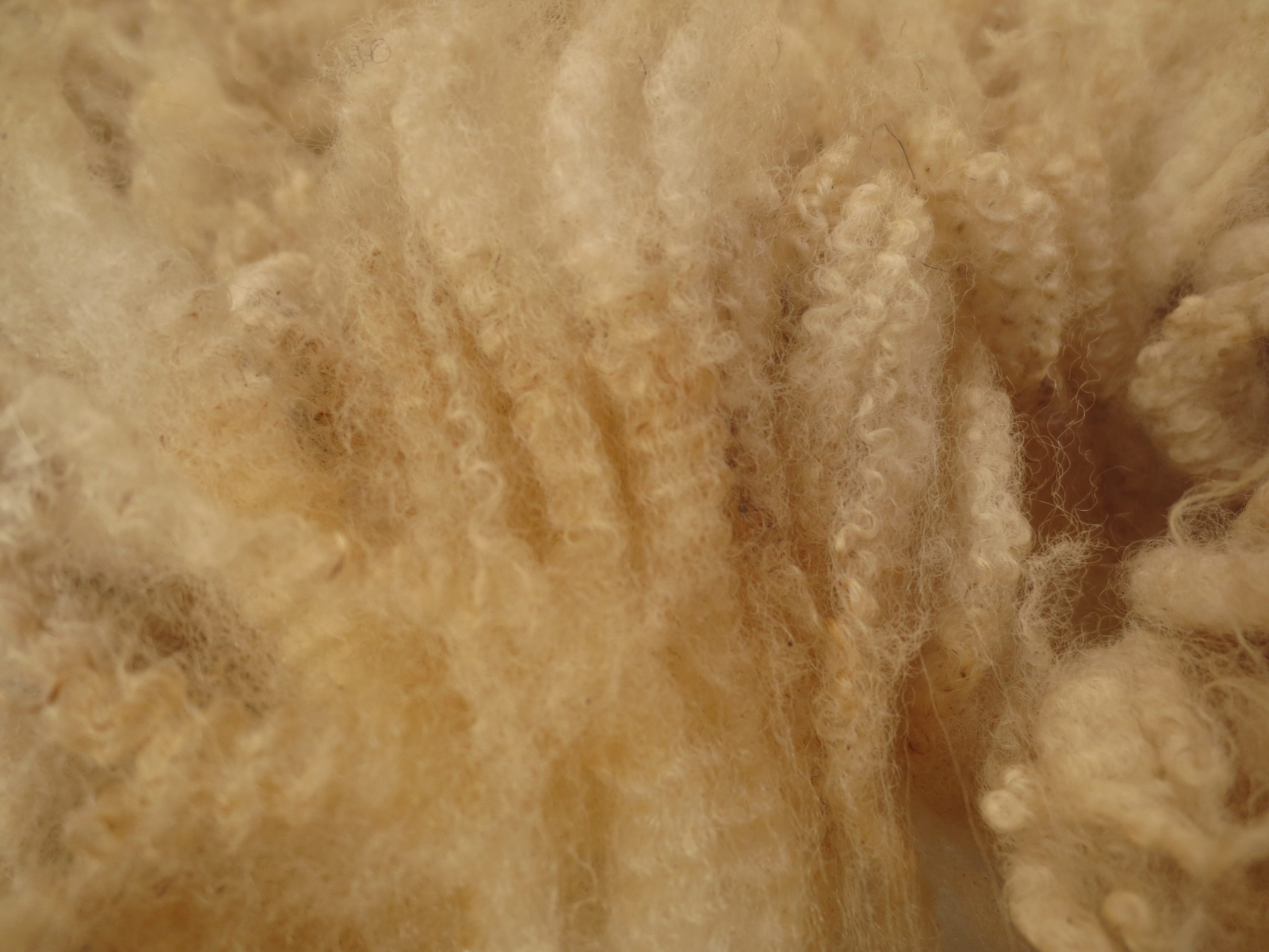 Organic Raw Shetland Fleeces and Shetland x Gotland / Boreray - Image 12