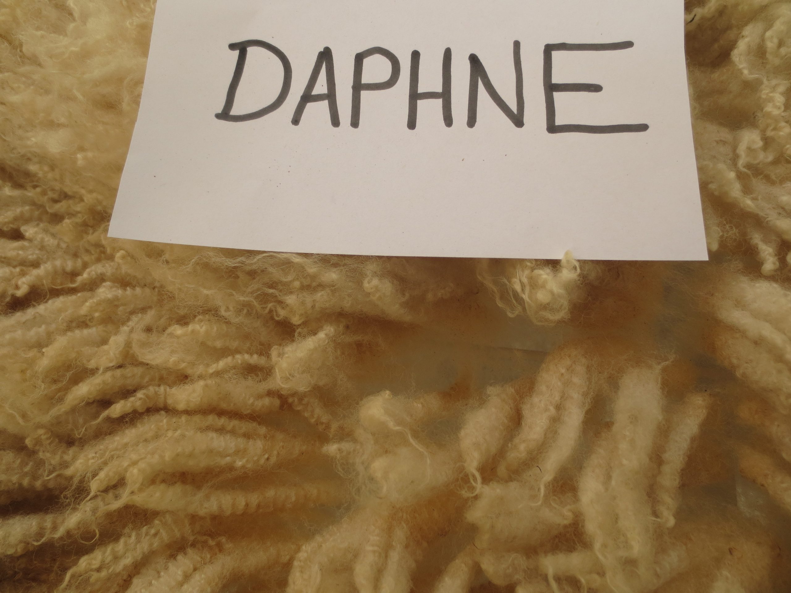 Organic Raw Shetland Fleeces and Shetland x Gotland / Boreray - Image 15