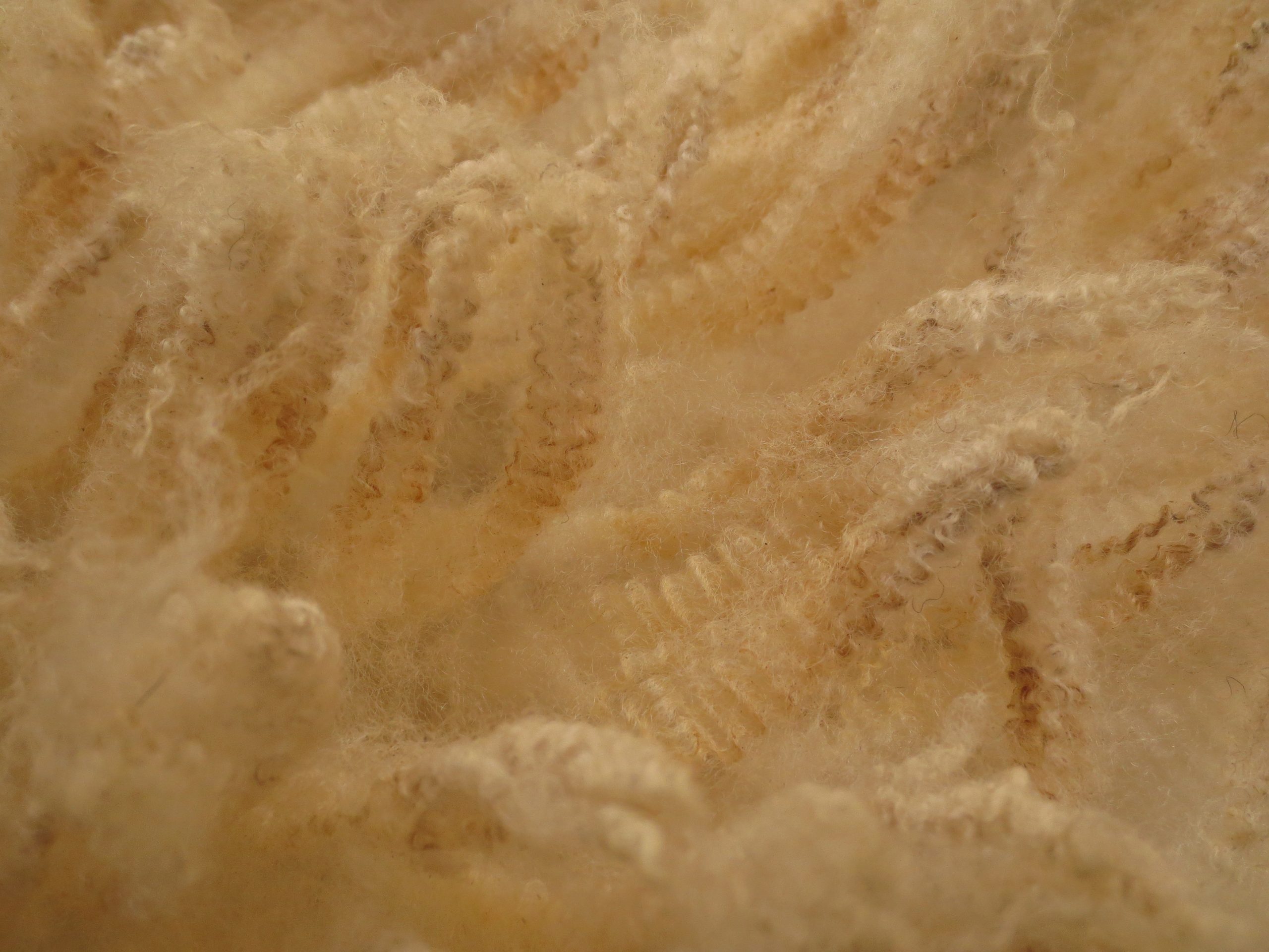Organic Raw Shetland Fleeces and Shetland x Gotland / Boreray - Image 13