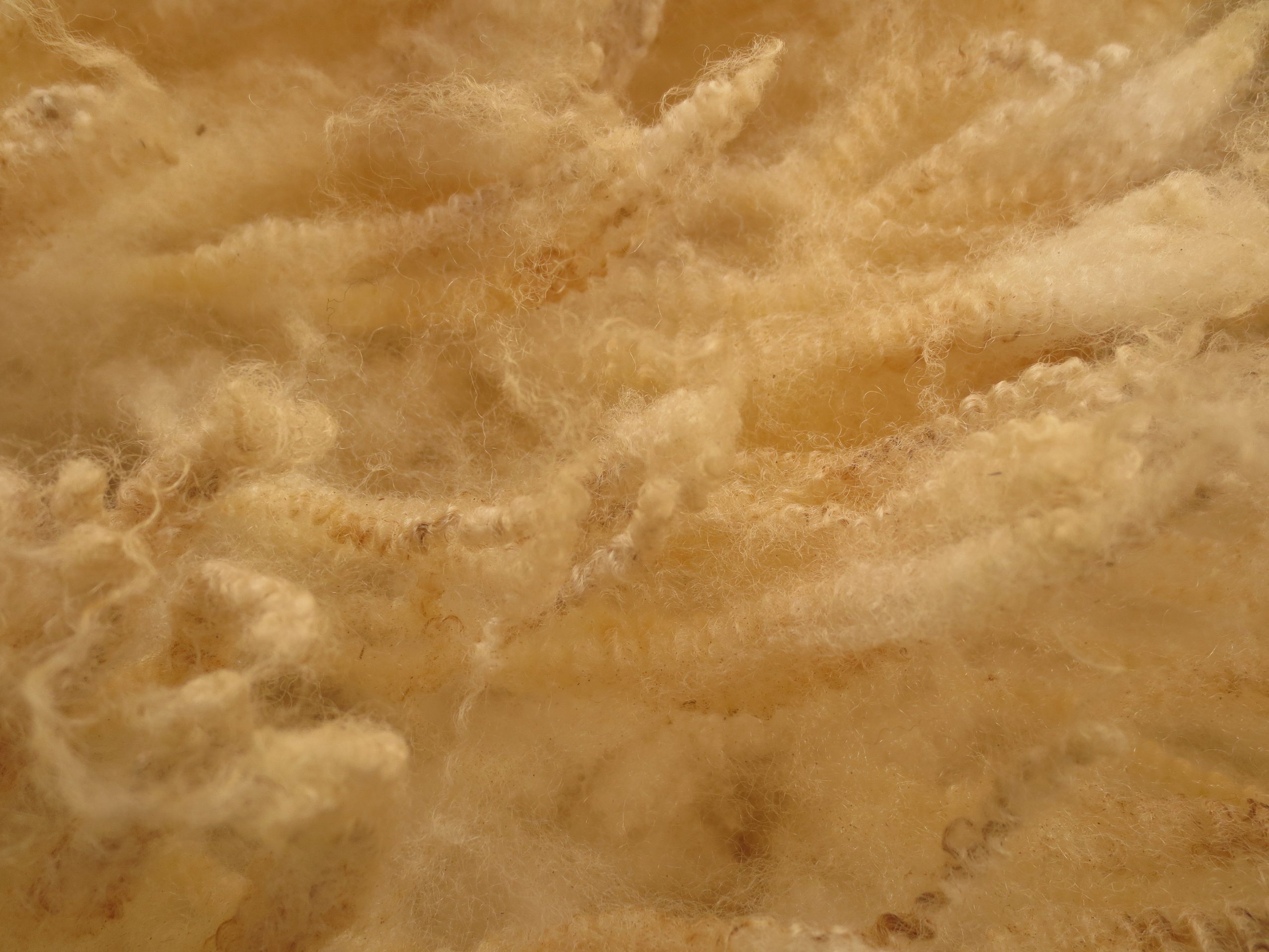 Organic Raw Shetland Fleeces and Shetland x Gotland / Boreray - Image 14