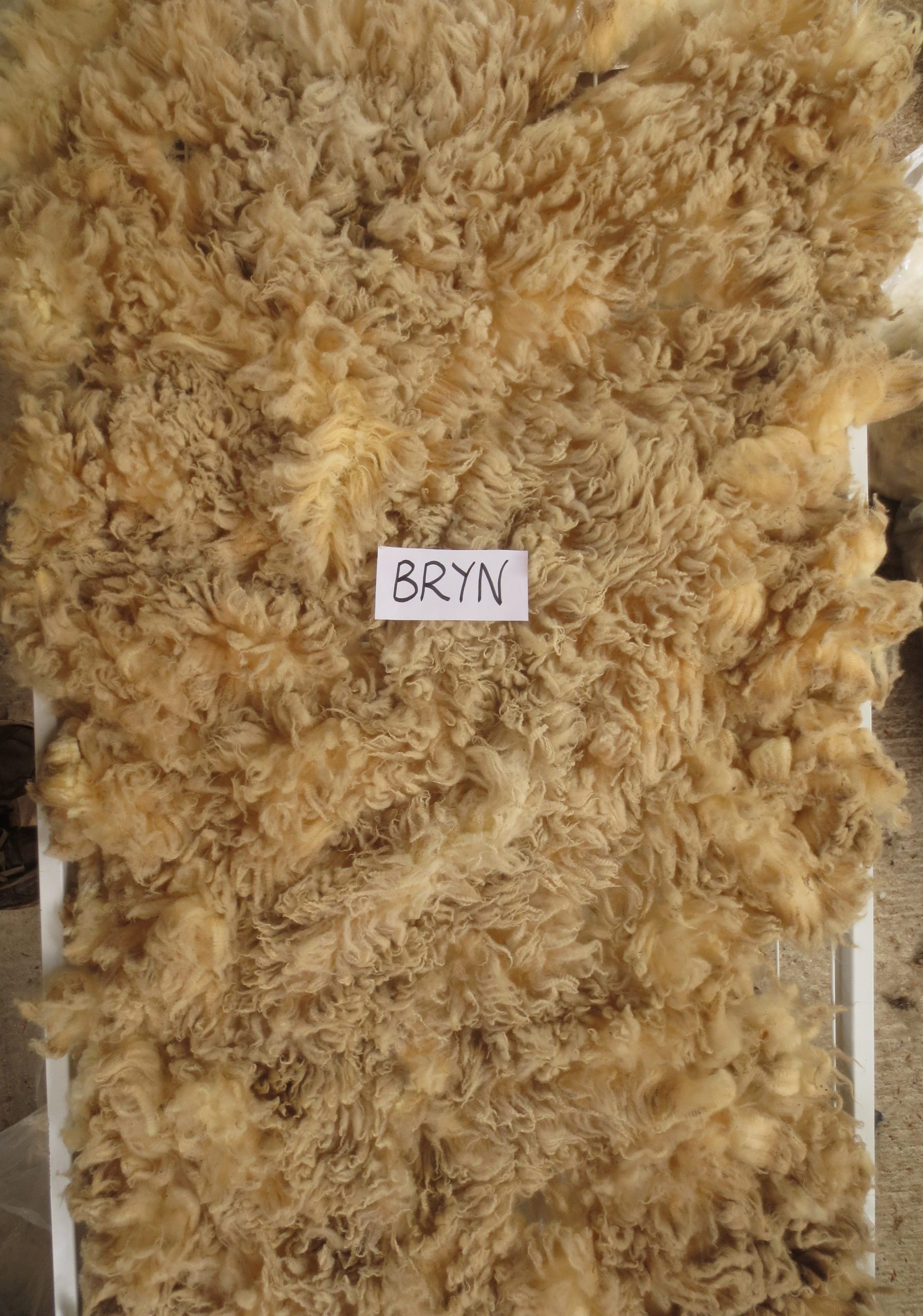 Organic Raw Shetland Fleeces and Shetland x Gotland / Boreray - Image 17