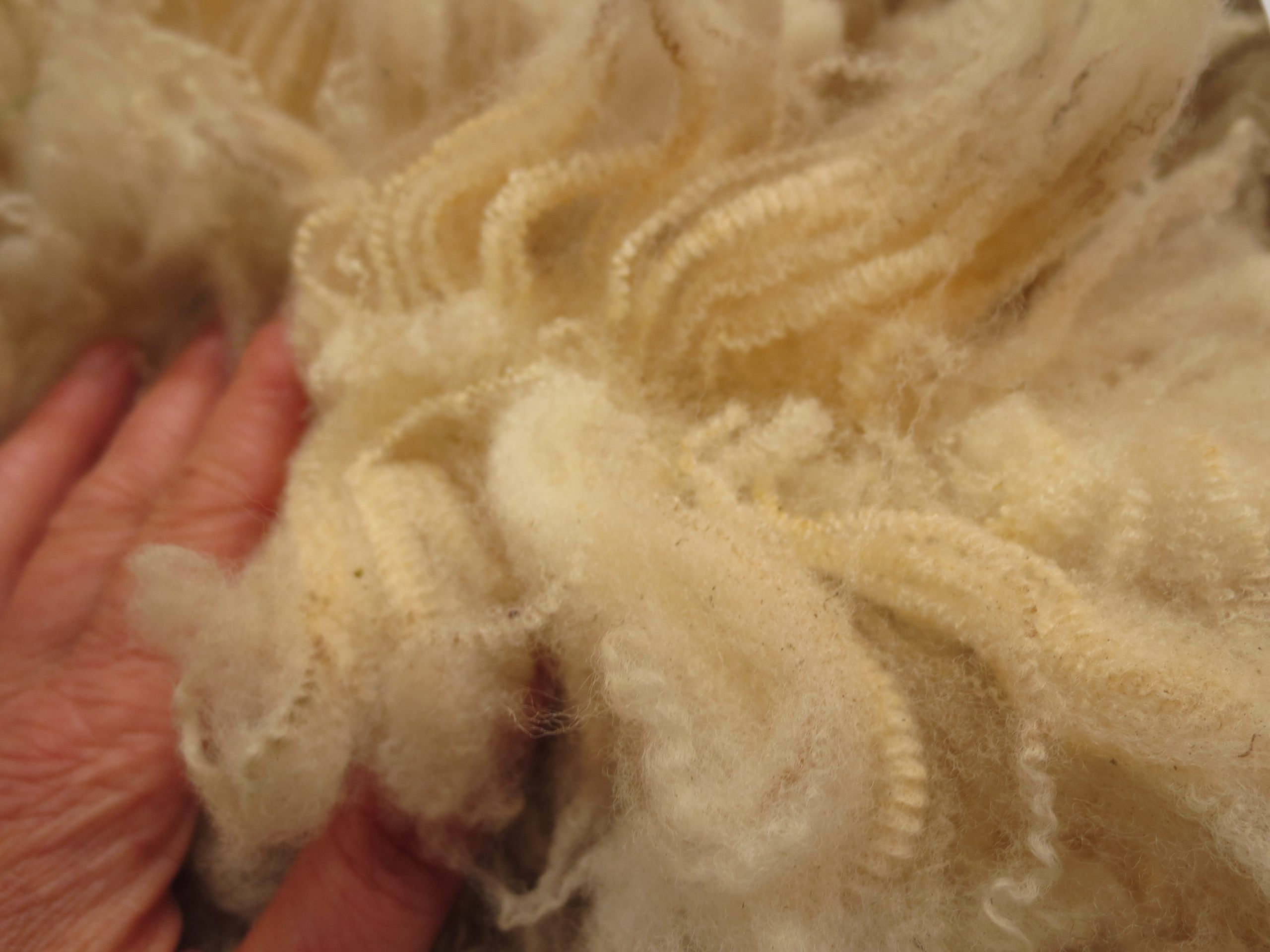Organic Raw Shetland Fleeces and Shetland x Gotland / Boreray - Image 19