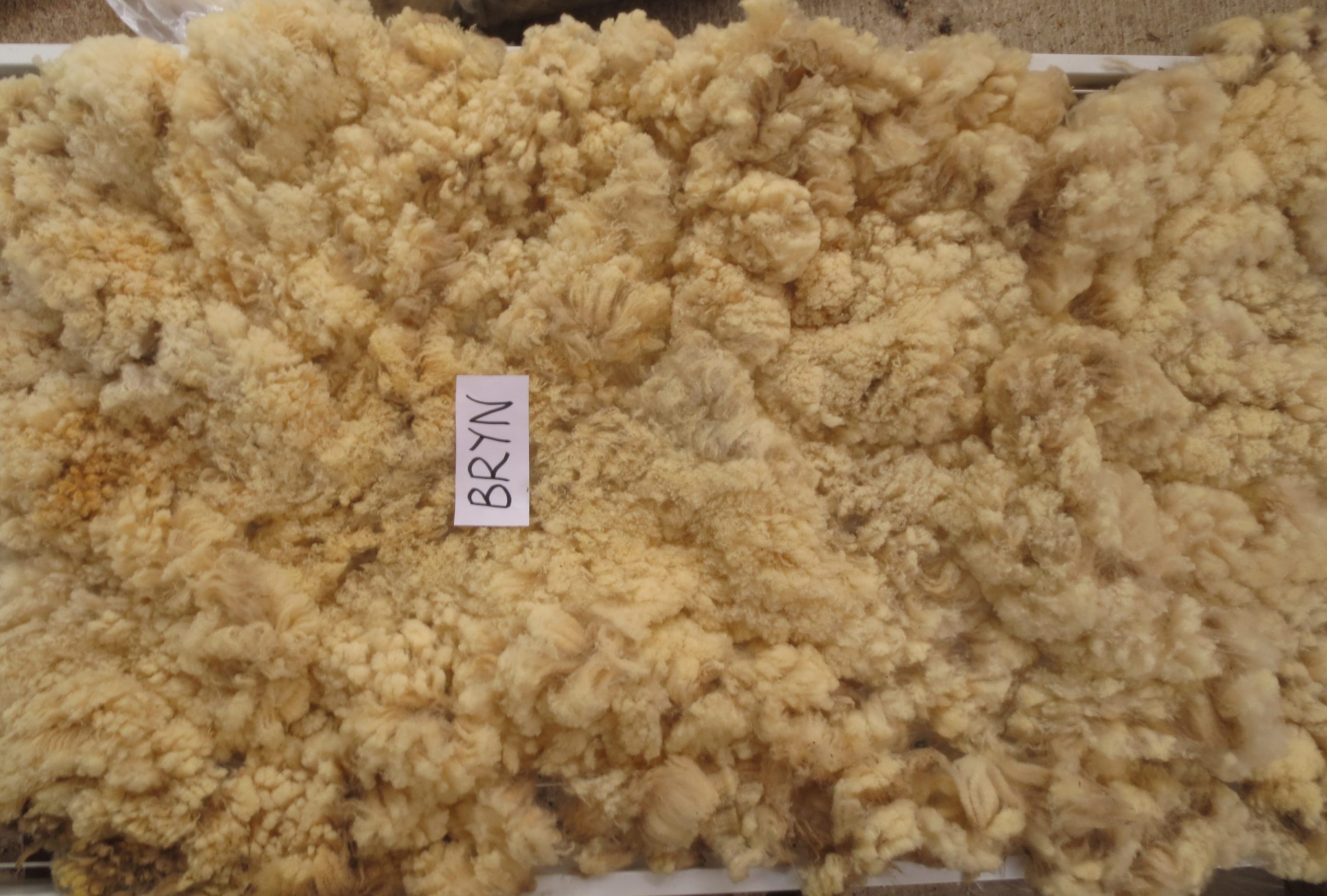 Organic Raw Shetland Fleeces and Shetland x Gotland / Boreray - Image 16