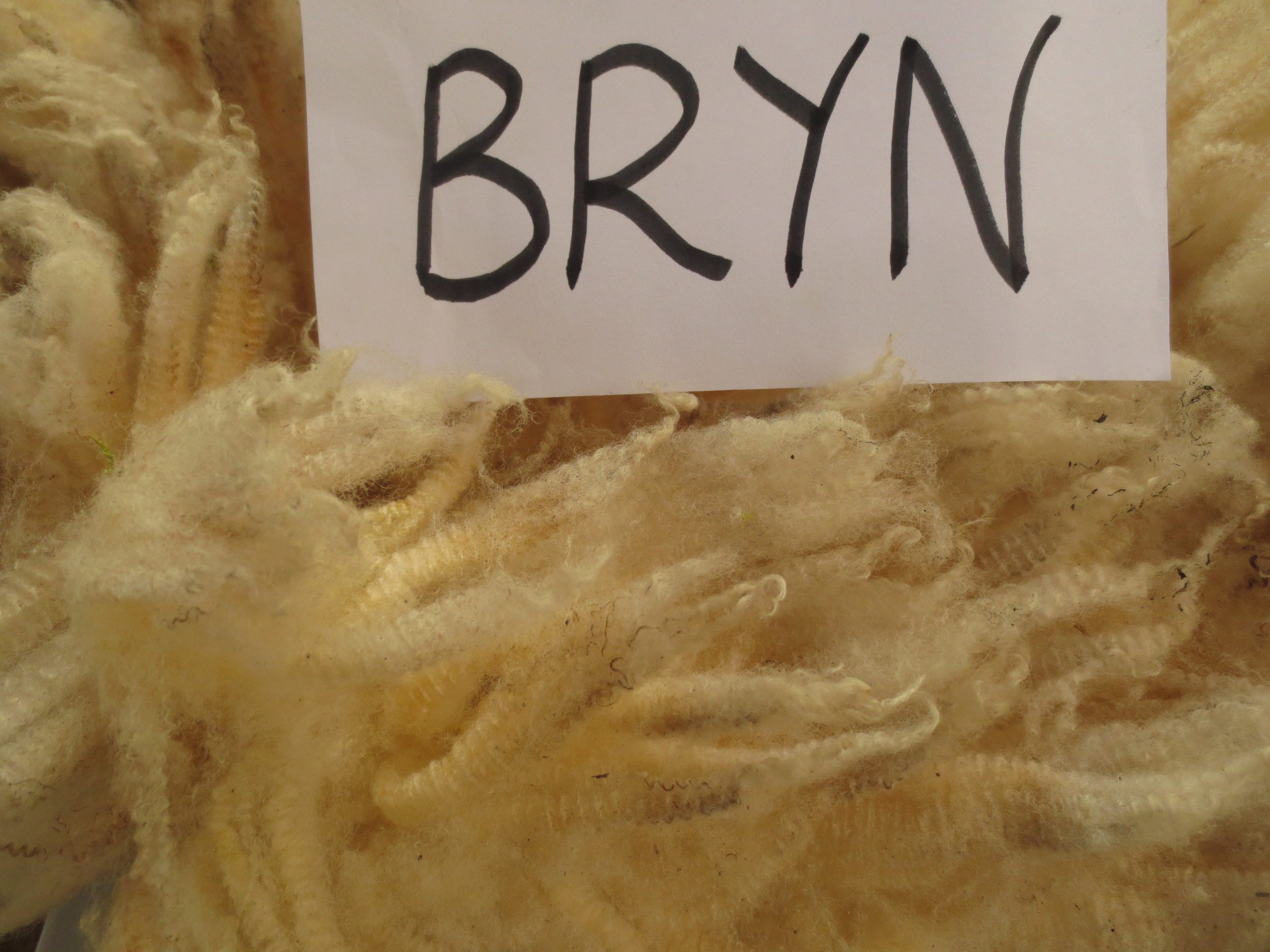 Organic Raw Shetland Fleeces and Shetland x Gotland / Boreray - Image 20