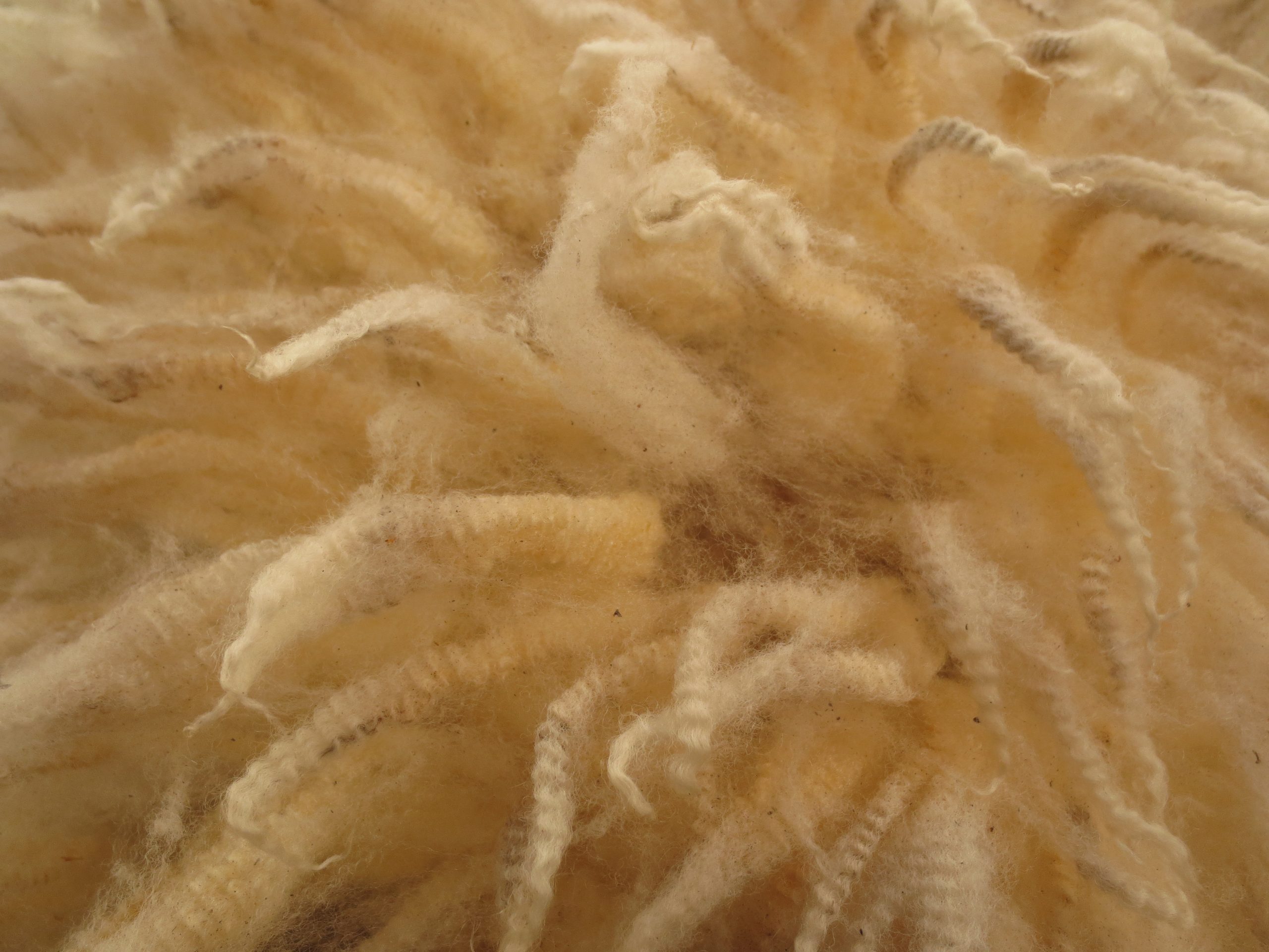 Organic Raw Shetland Fleeces and Shetland x Gotland / Boreray - Image 18