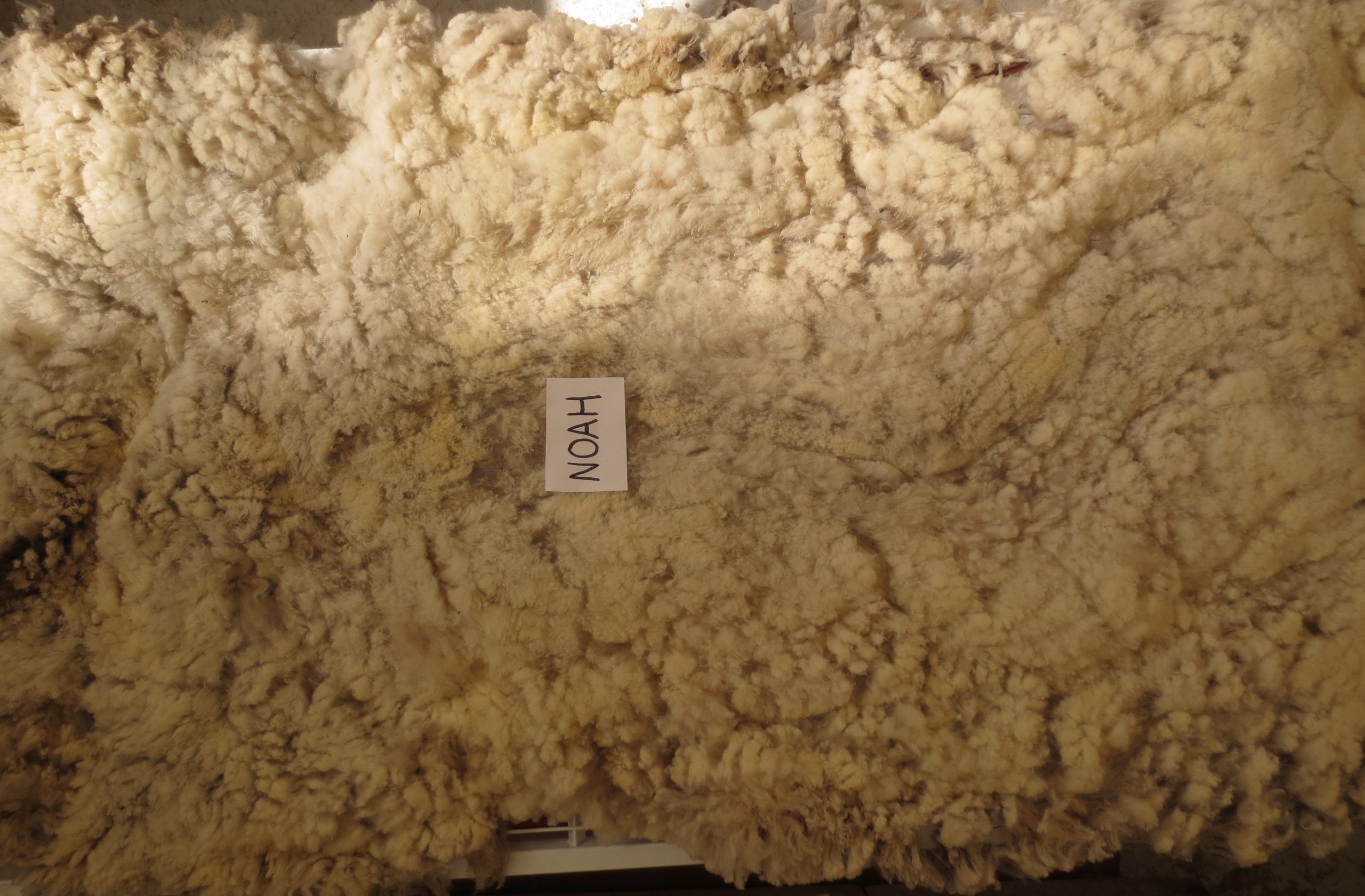 Organic Raw Shetland Fleeces and Shetland x Gotland / Boreray - Image 23