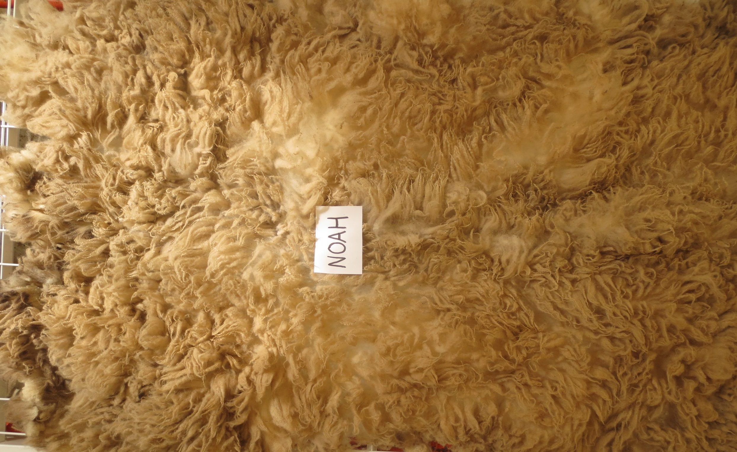 Organic Raw Shetland Fleeces and Shetland x Gotland / Boreray - Image 21