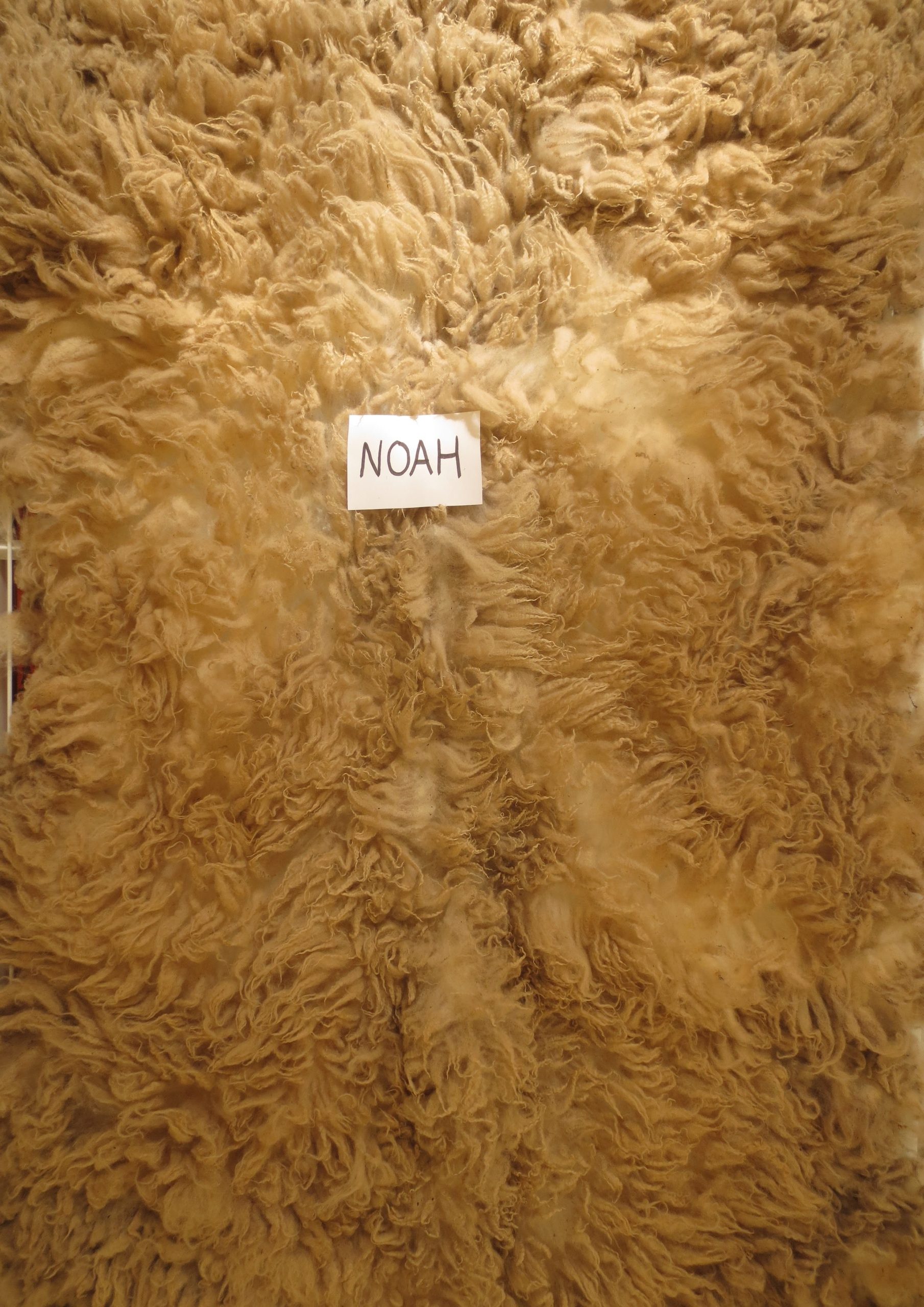 Organic Raw Shetland Fleeces and Shetland x Gotland / Boreray - Image 22