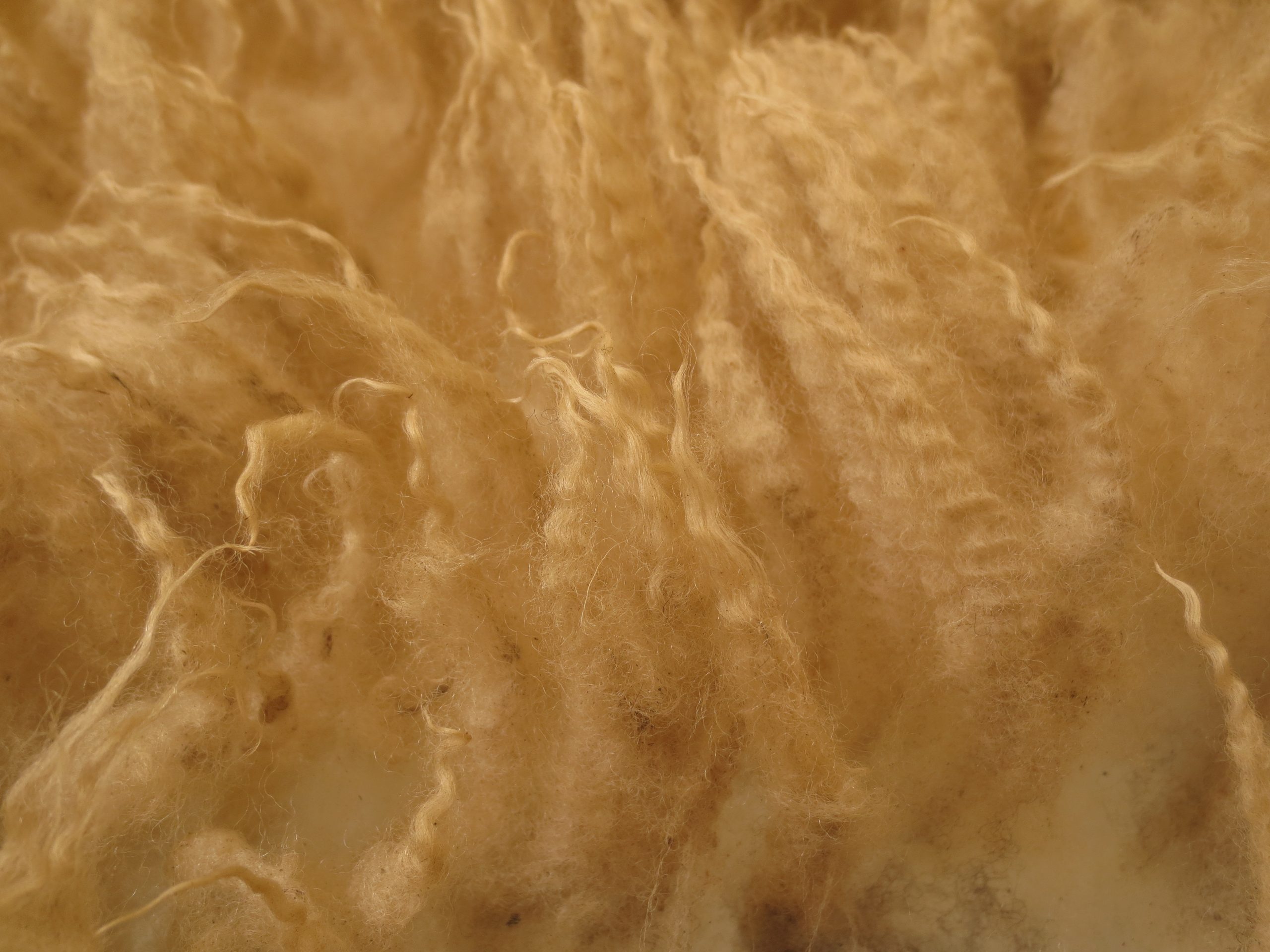 Organic Raw Shetland Fleeces and Shetland x Gotland / Boreray - Image 24