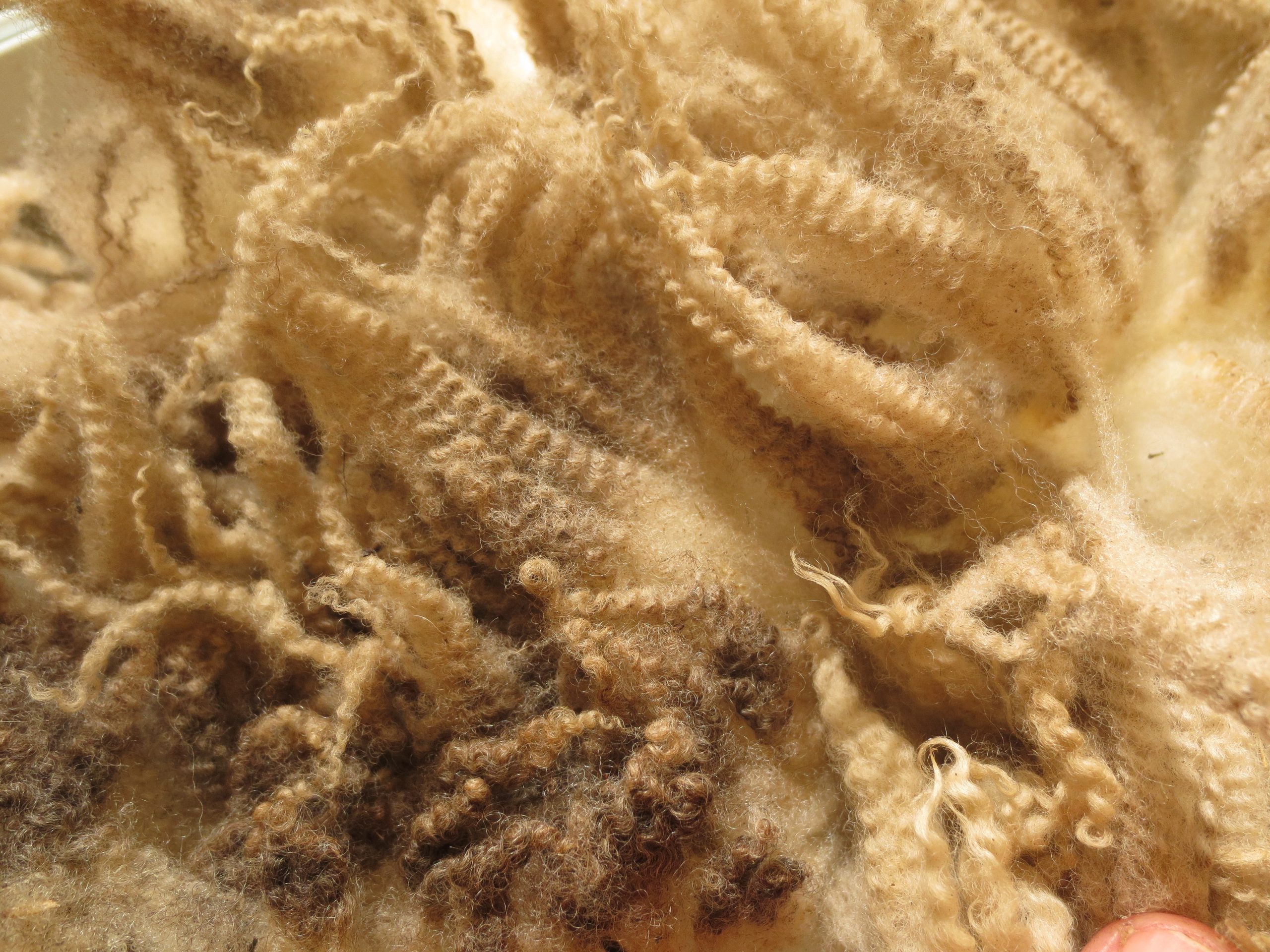 Organic Raw Shetland Fleeces and Shetland x Gotland / Boreray - Image 25