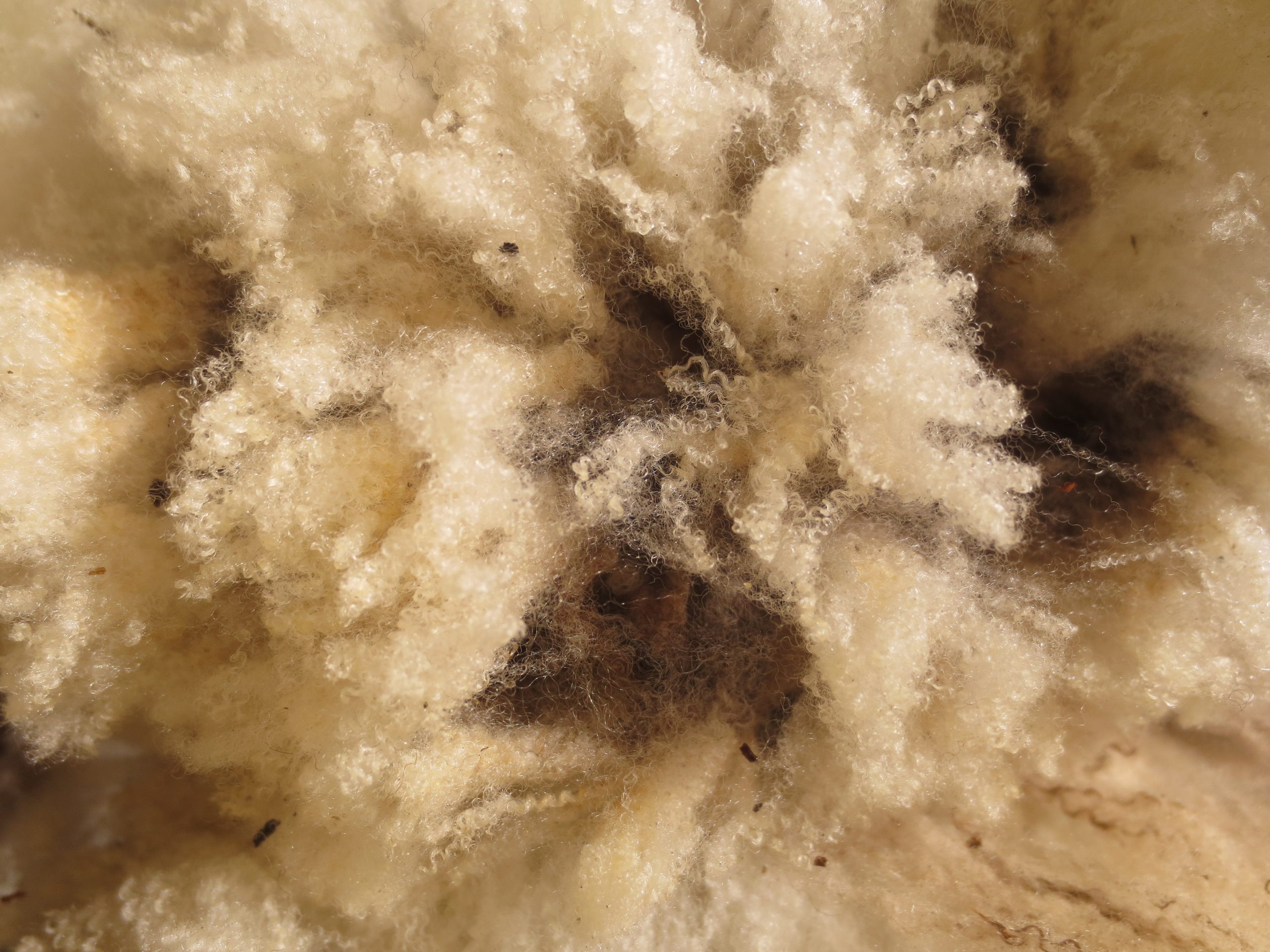 Organic Raw Shetland Fleeces and Shetland x Gotland / Boreray - Image 26