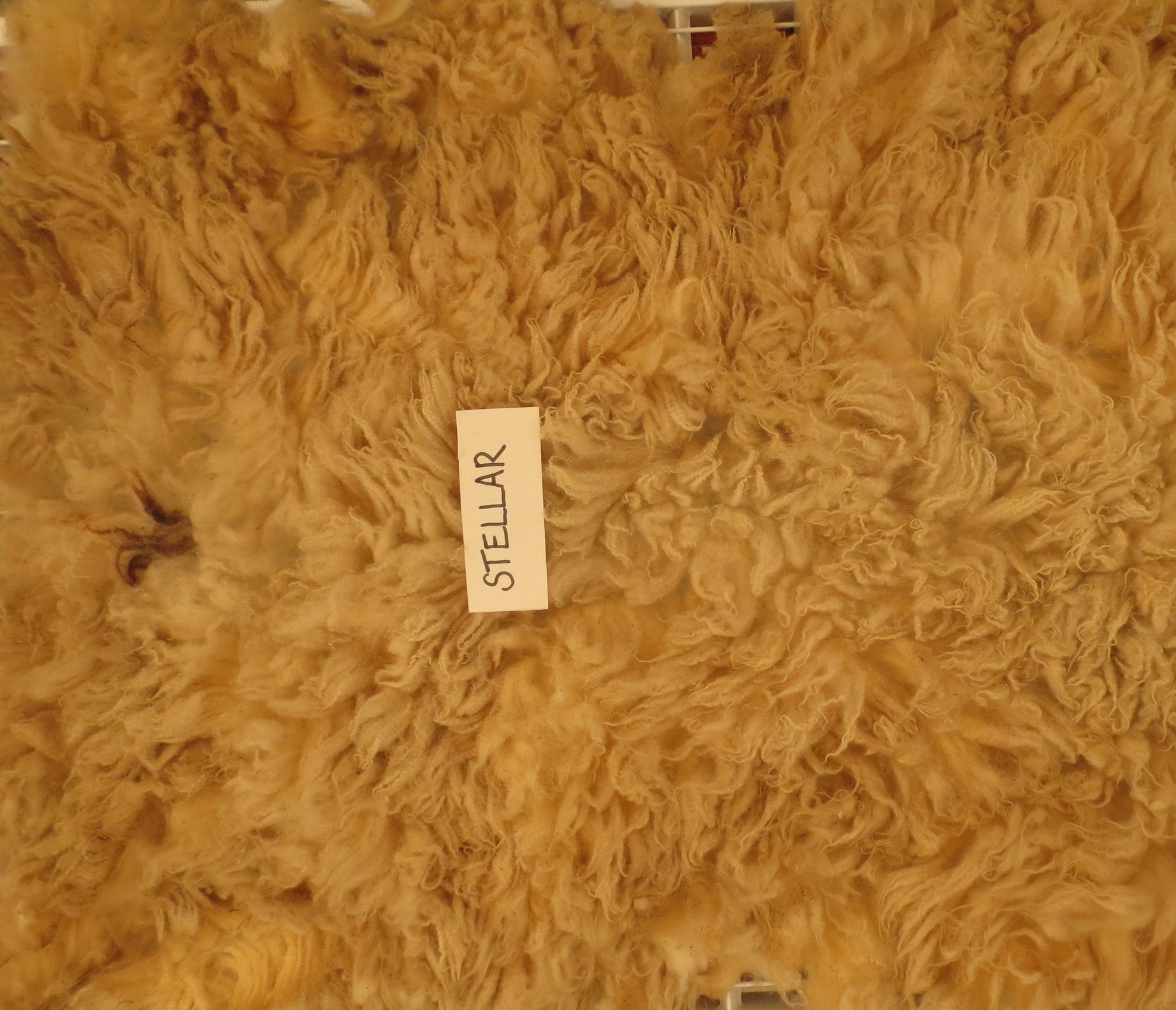 Organic Raw Shetland Fleeces and Shetland x Gotland / Boreray - Image 28