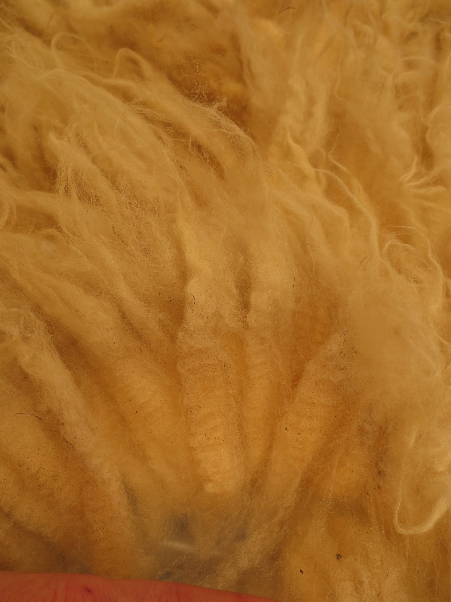 Organic Raw Shetland Fleeces and Shetland x Gotland / Boreray - Image 31