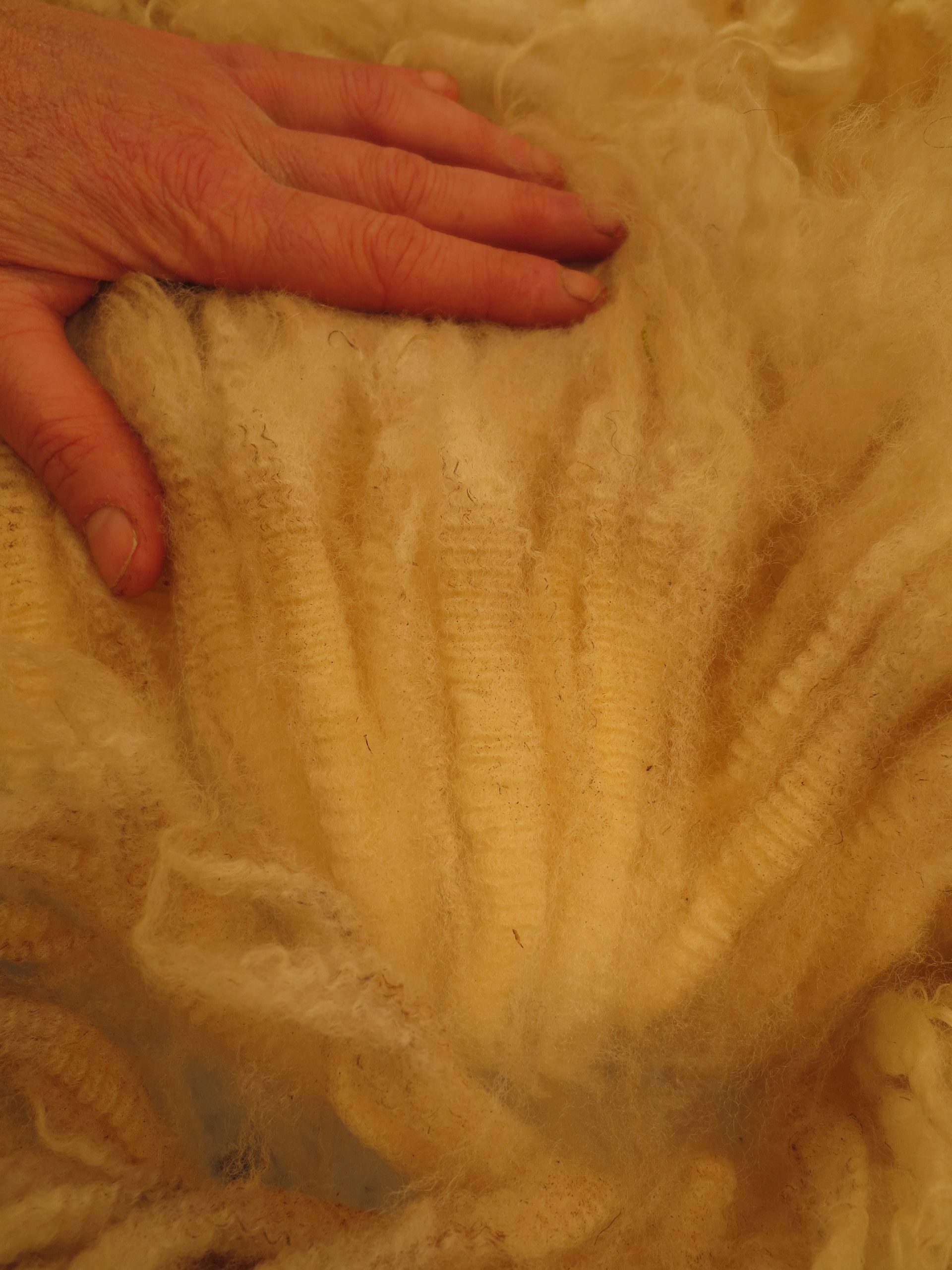 Organic Raw Shetland Fleeces and Shetland x Gotland / Boreray - Image 30