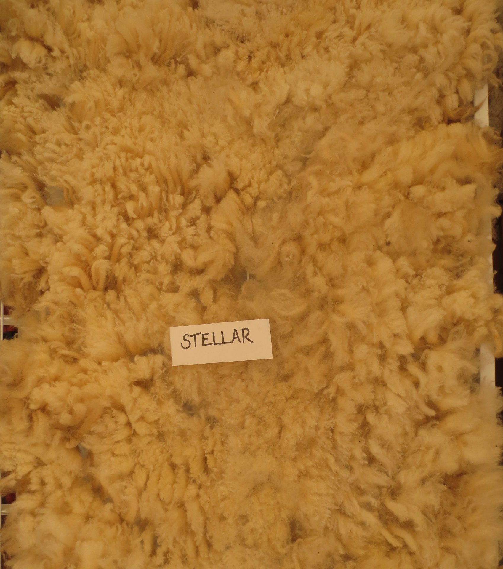 Organic Raw Shetland Fleeces and Shetland x Gotland / Boreray - Image 29