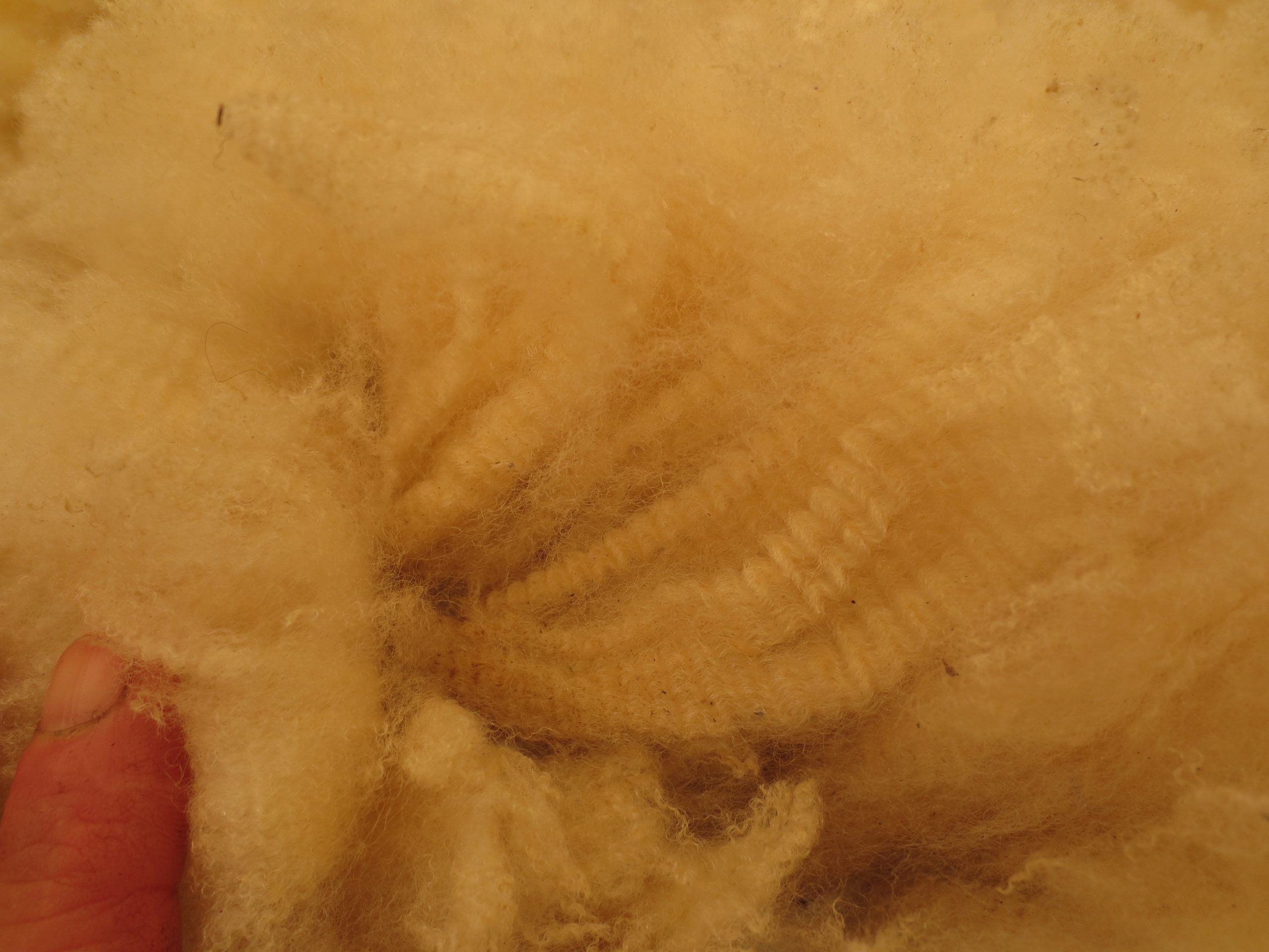 Organic Raw Shetland Fleeces and Shetland x Gotland / Boreray - Image 32