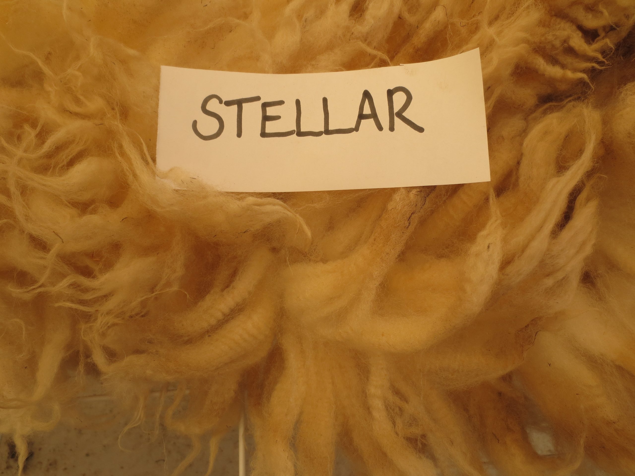 Organic Raw Shetland Fleeces and Shetland x Gotland / Boreray - Image 33