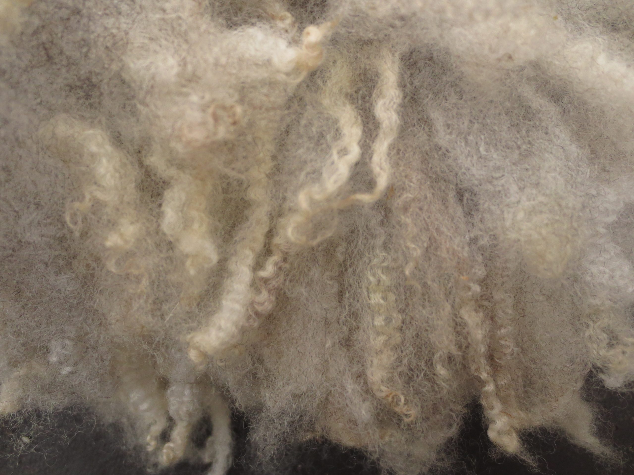Close up Sappho grey locks