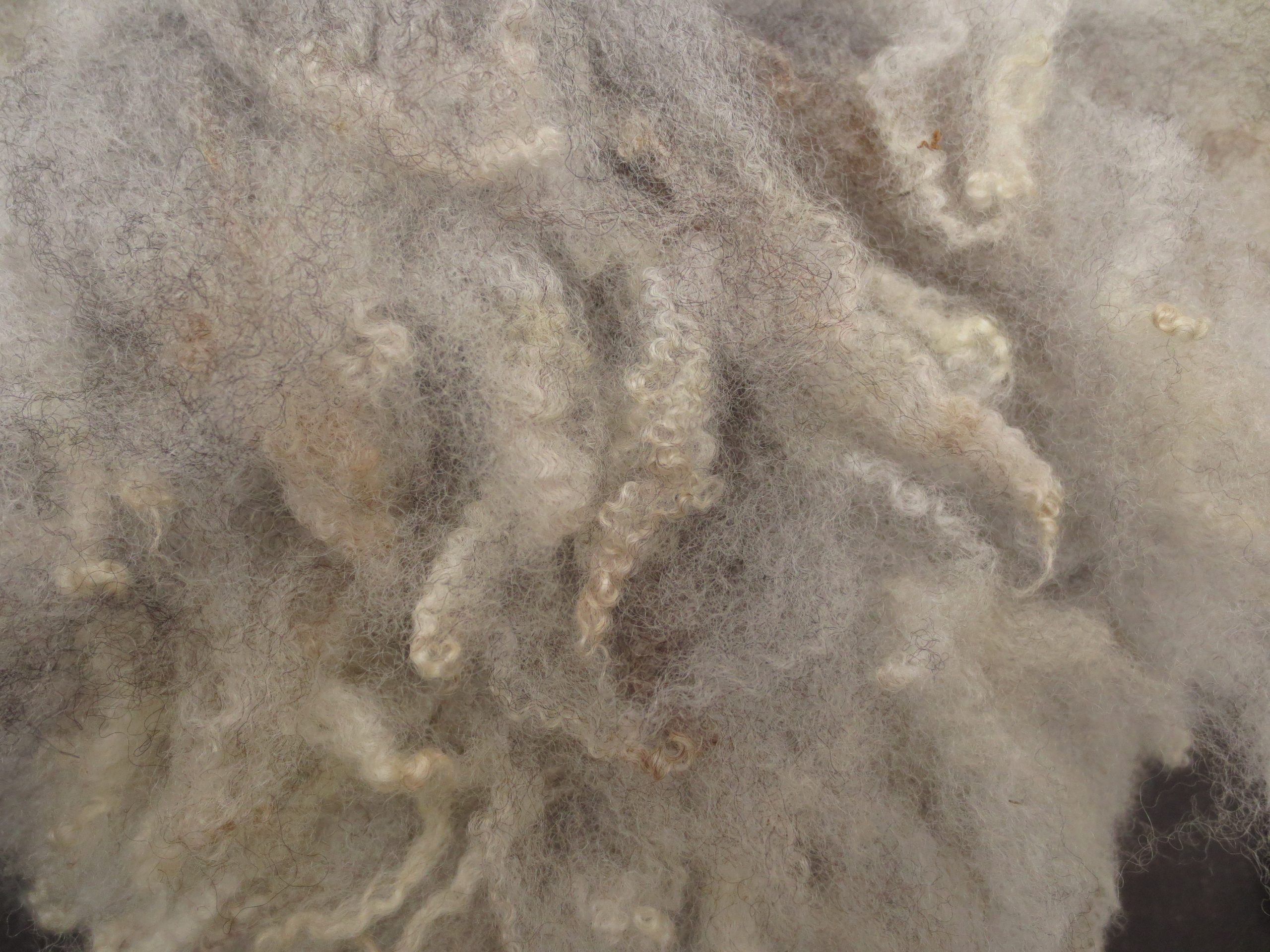 Shetland x Gotland fleece for hand spinners - washed locks - Image 11