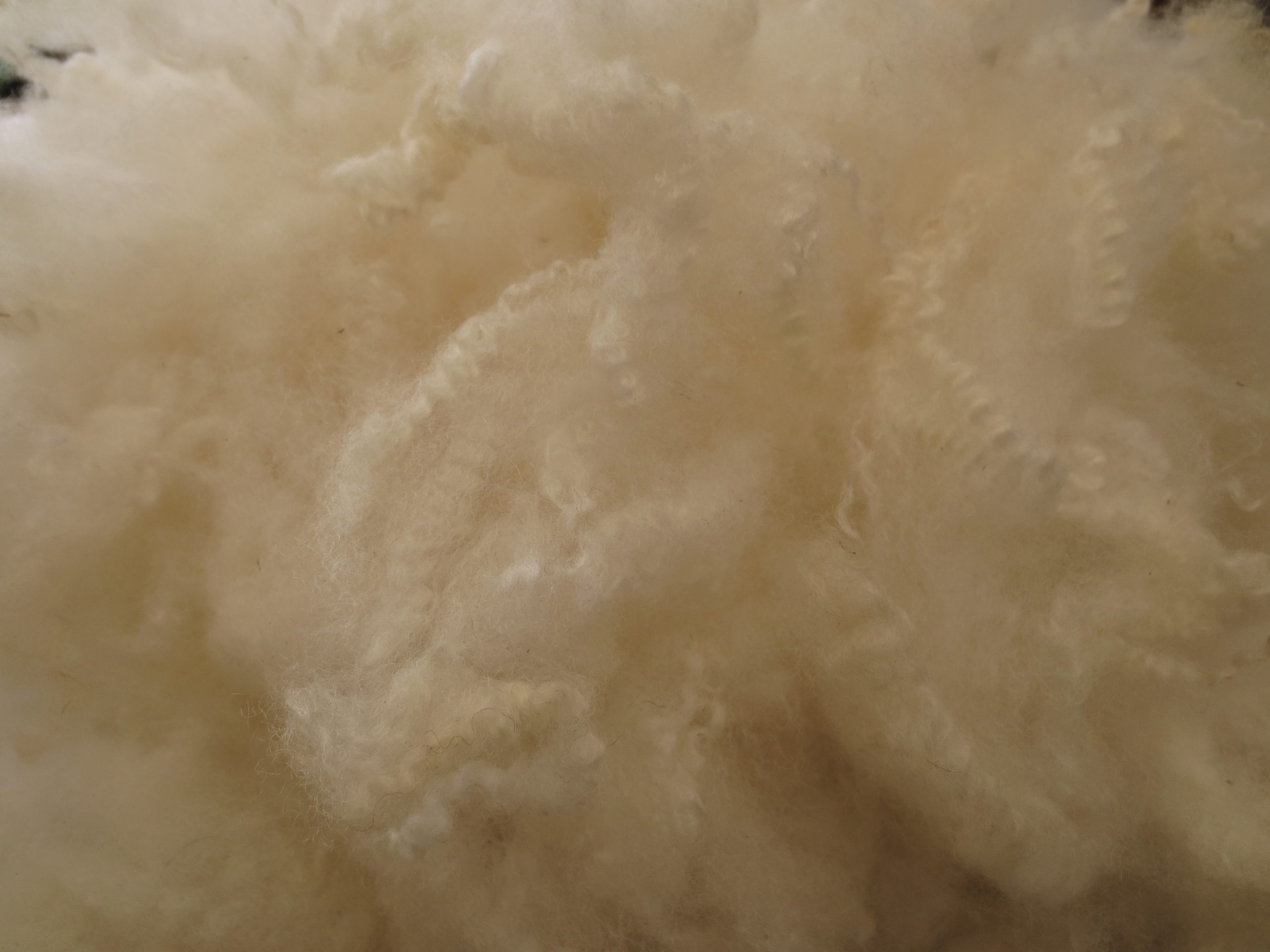 Shetland x Gotland fleece for hand spinners - washed locks - Image 14