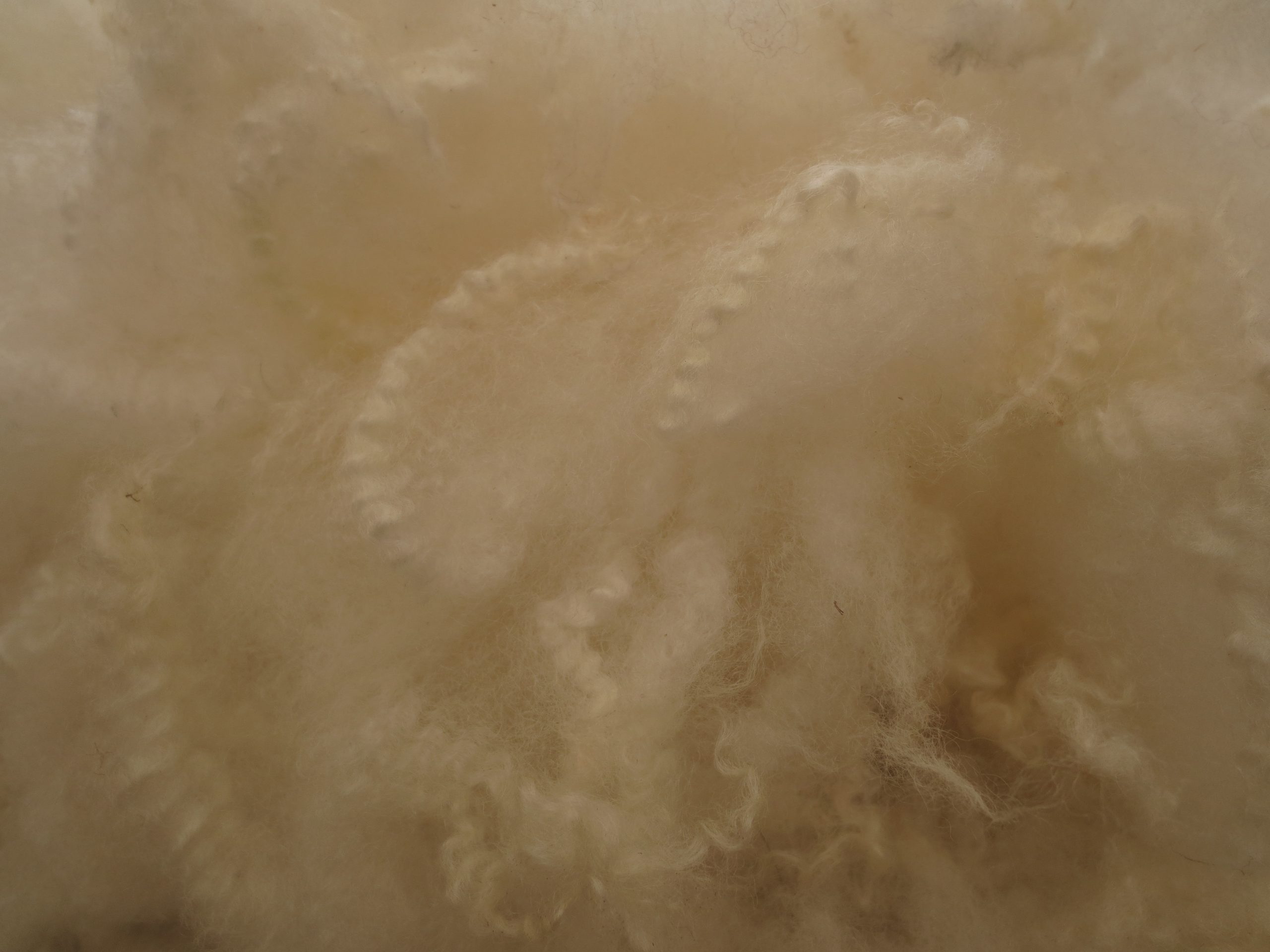 Shetland x Gotland fleece for hand spinners - washed locks - Image 15