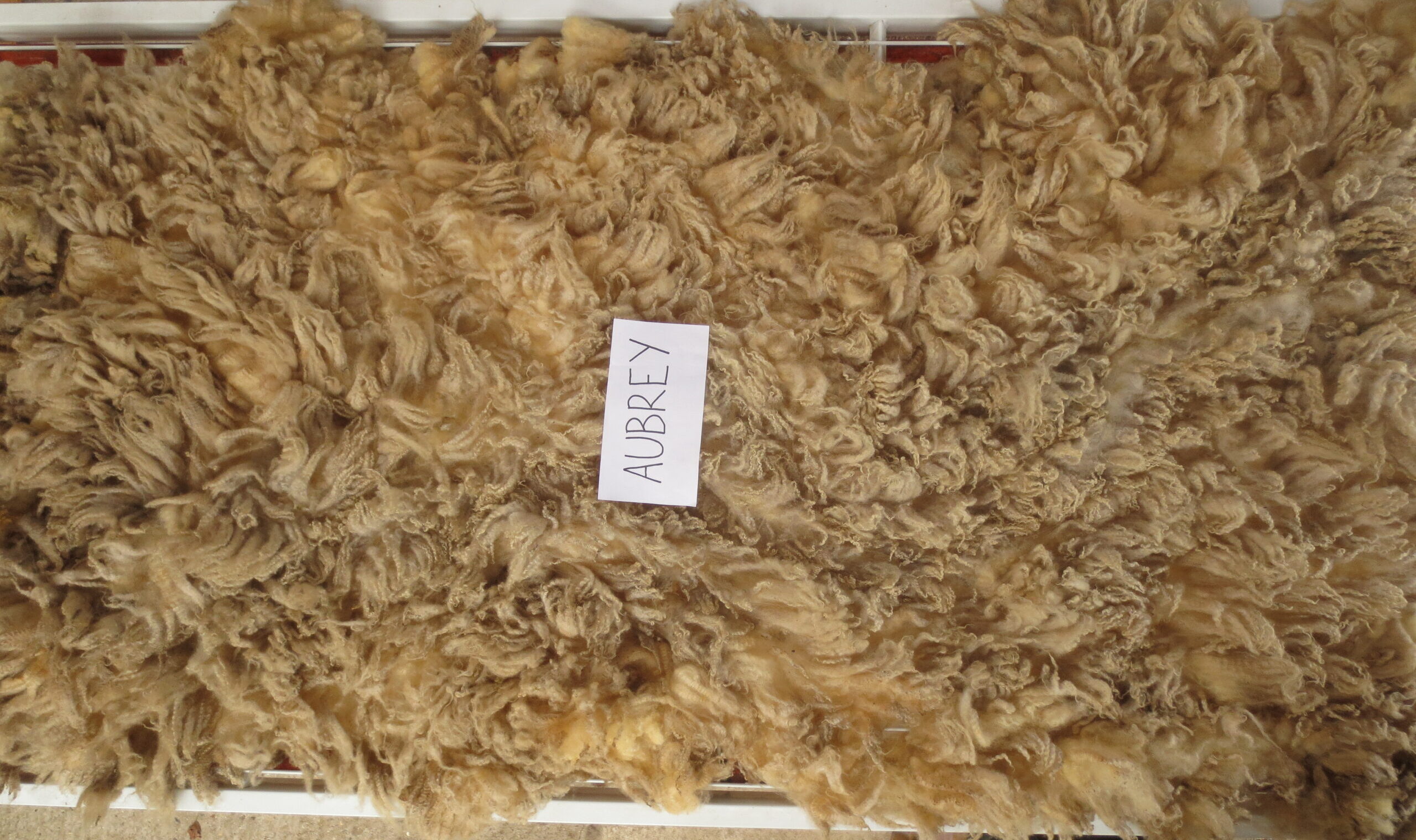 Organic Raw Shetland Fleeces and Shetland x Gotland / Boreray - Image 30