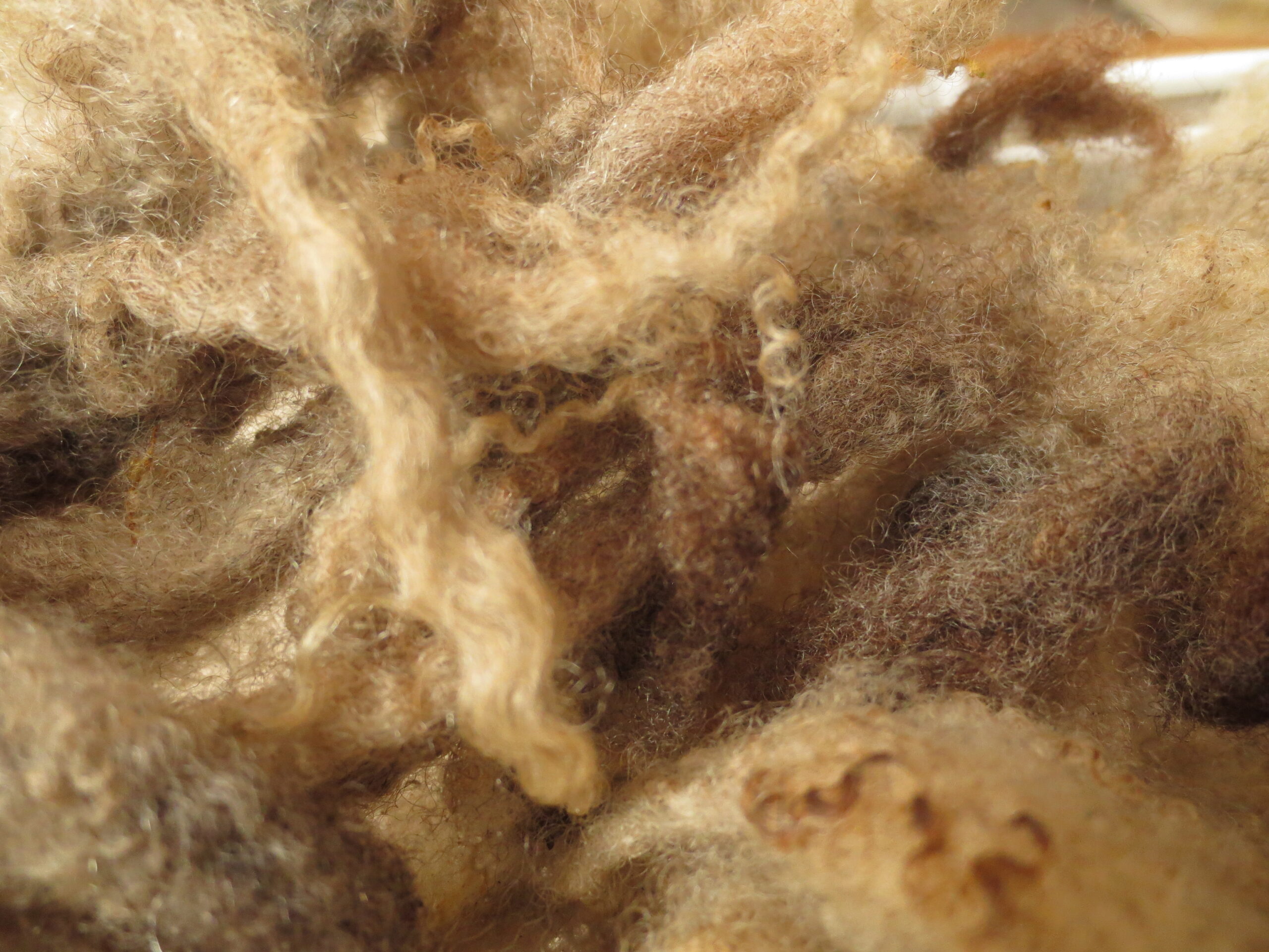 Organic Raw Shetland Fleeces and Shetland x Gotland / Boreray - Image 33