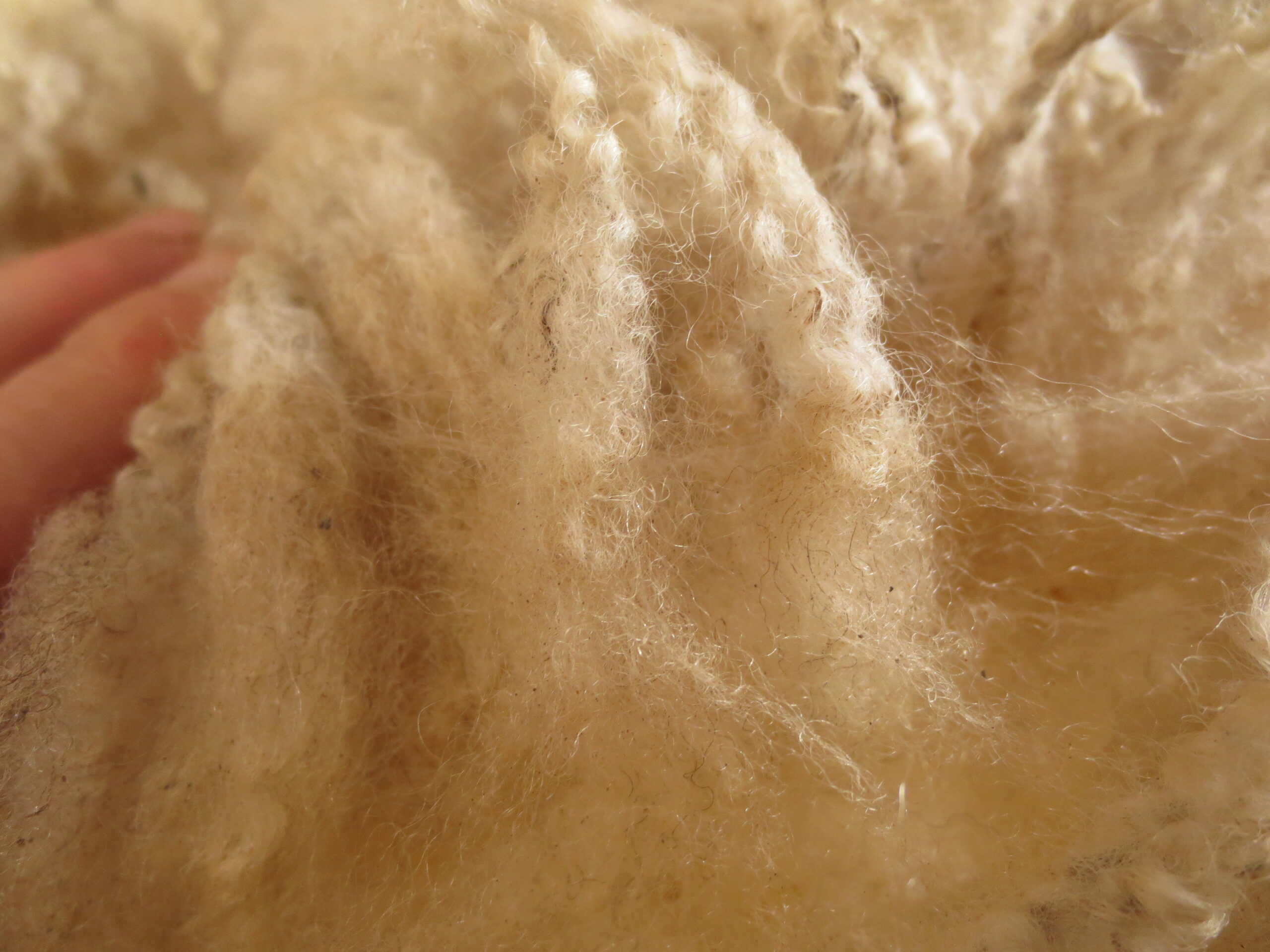 Organic Raw Shetland Fleeces and Shetland x Gotland / Boreray - Image 34